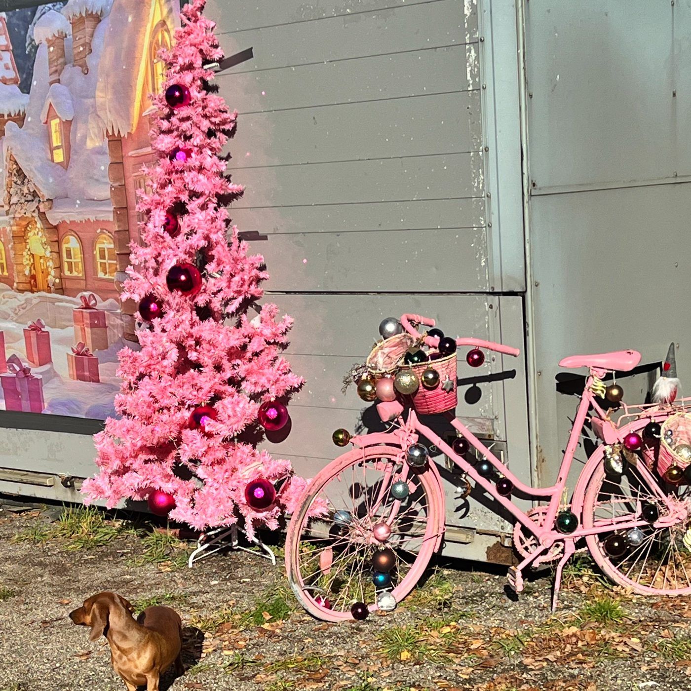 #404 Unser Aschenbrödel Carina Harnisch reitet besser