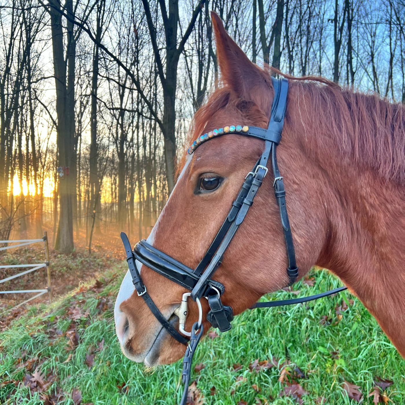 #405 Weihnachten im Stall: Schwarzwald trifft Festhalle