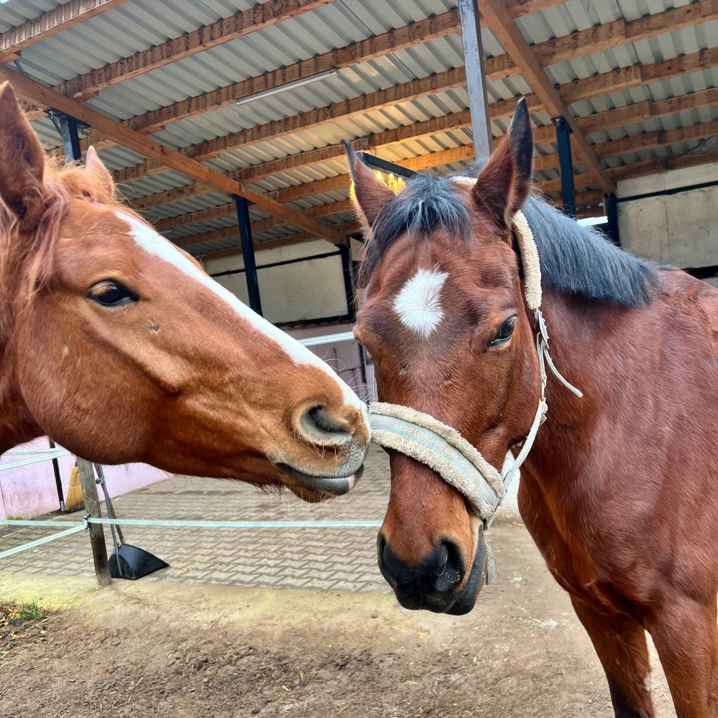 #408 Denk doch mal schräg! (Beim Pferdehänger)