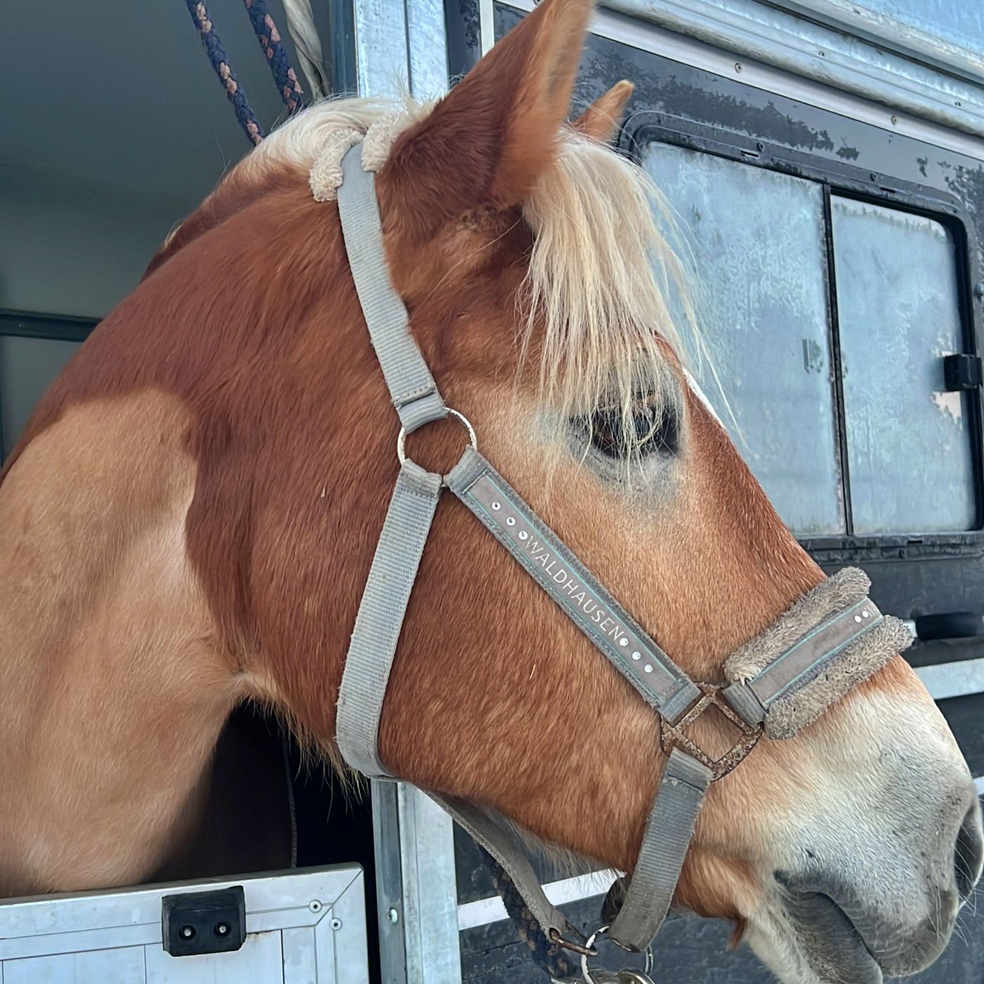 #409 Junge Pferde, fremde Orte: So sorgst Du für Sicherheit