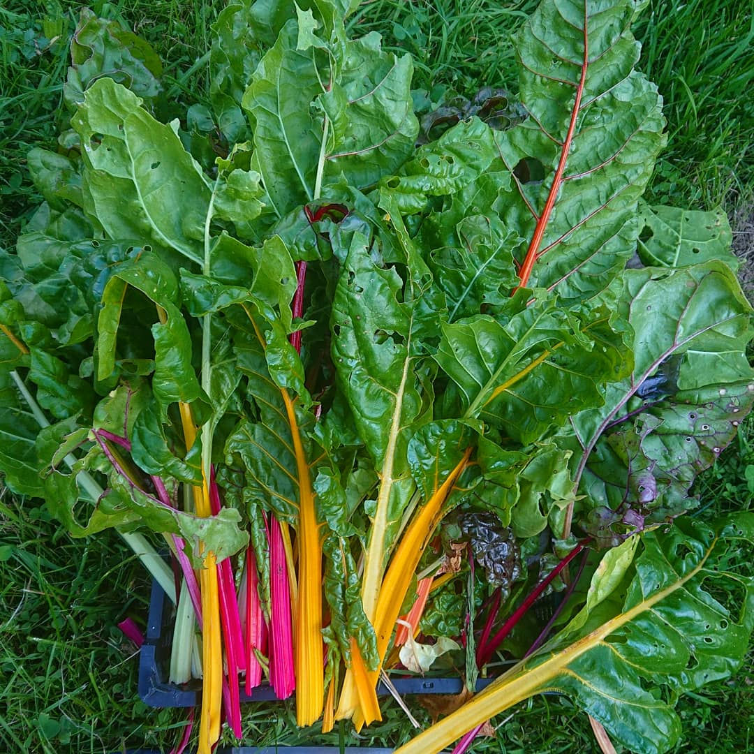 #41 Selbstversorgung: Geht das? Mit Julia vom Selbstversorgerhof