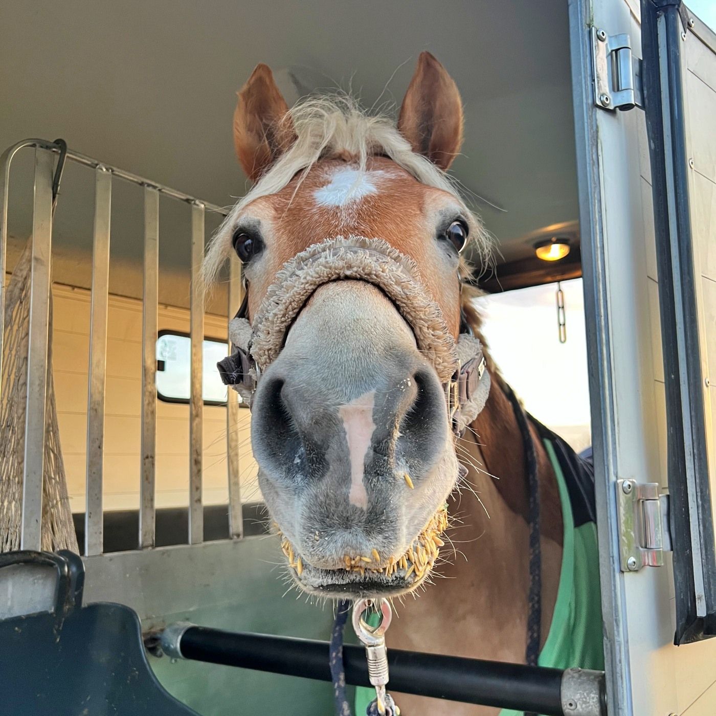 #410 "DIe Pferde haben frei": Warum das oft nicht gut ist