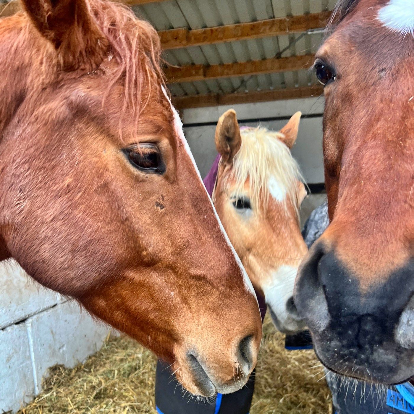 #411 Vom Acker ins Viereck: Pferdetraining im Gelände