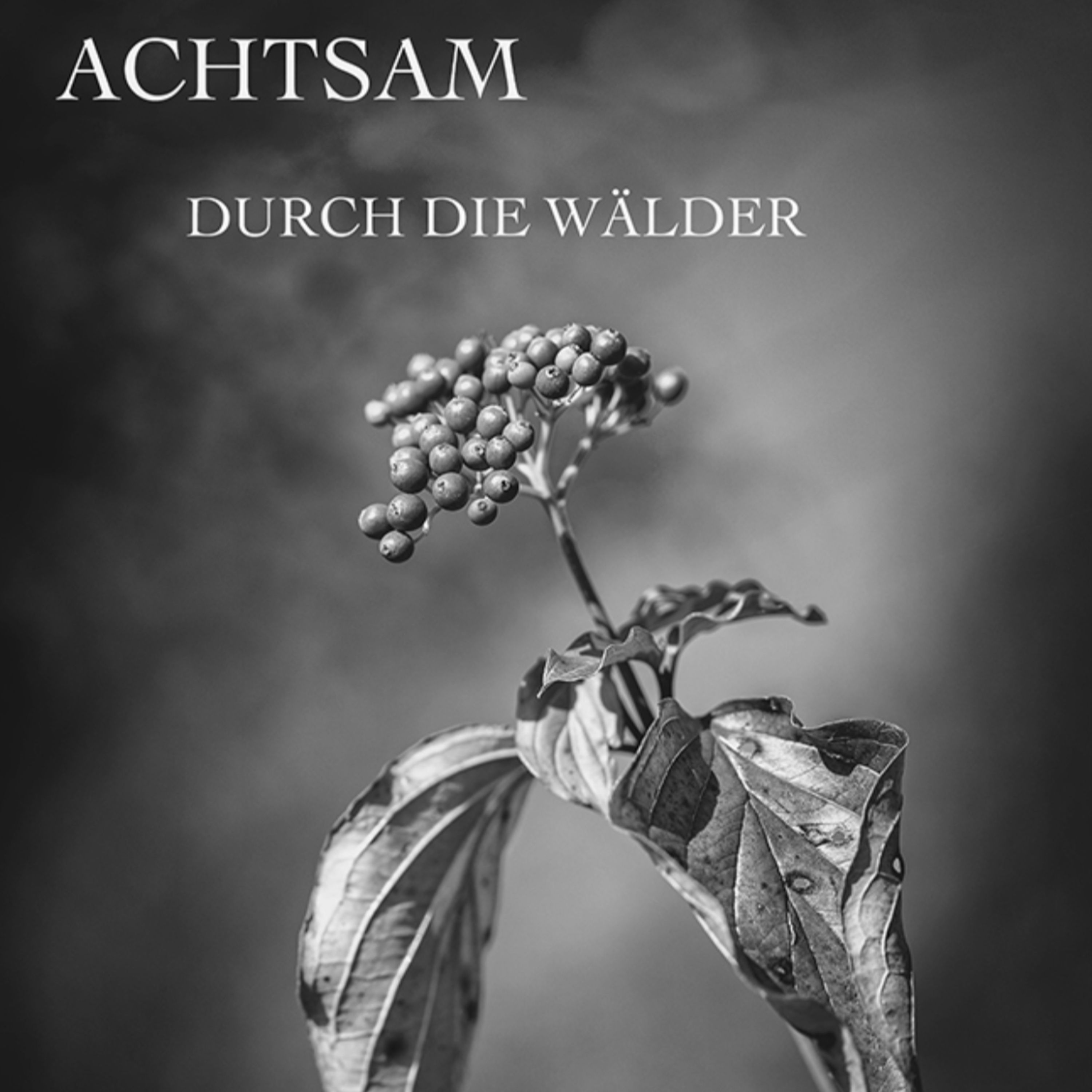 ⓦ 415 🎬 Achtsamkeit durch Fotografie entdecken: Mehr Wohlbefinden und Emotionen mit Stefan Kreienbrock 🌲 📸 😊