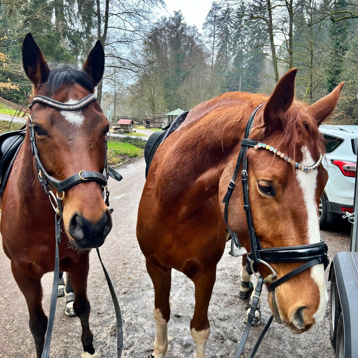 #417 Mach Dich zum Idioten: Richtig loben, besser reiten