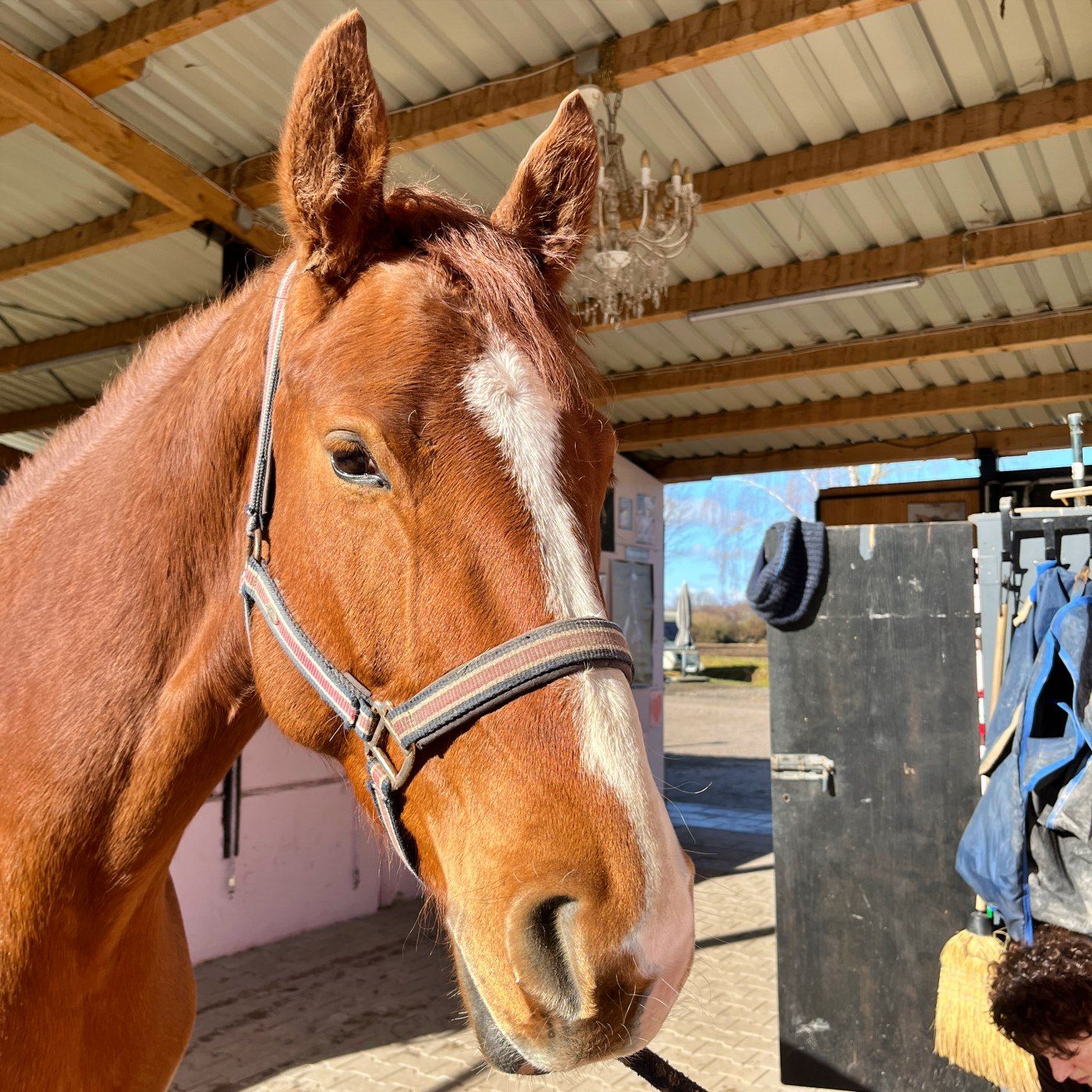 #420 Loslassen lernen: Das Geheimnis der Sitzlonge