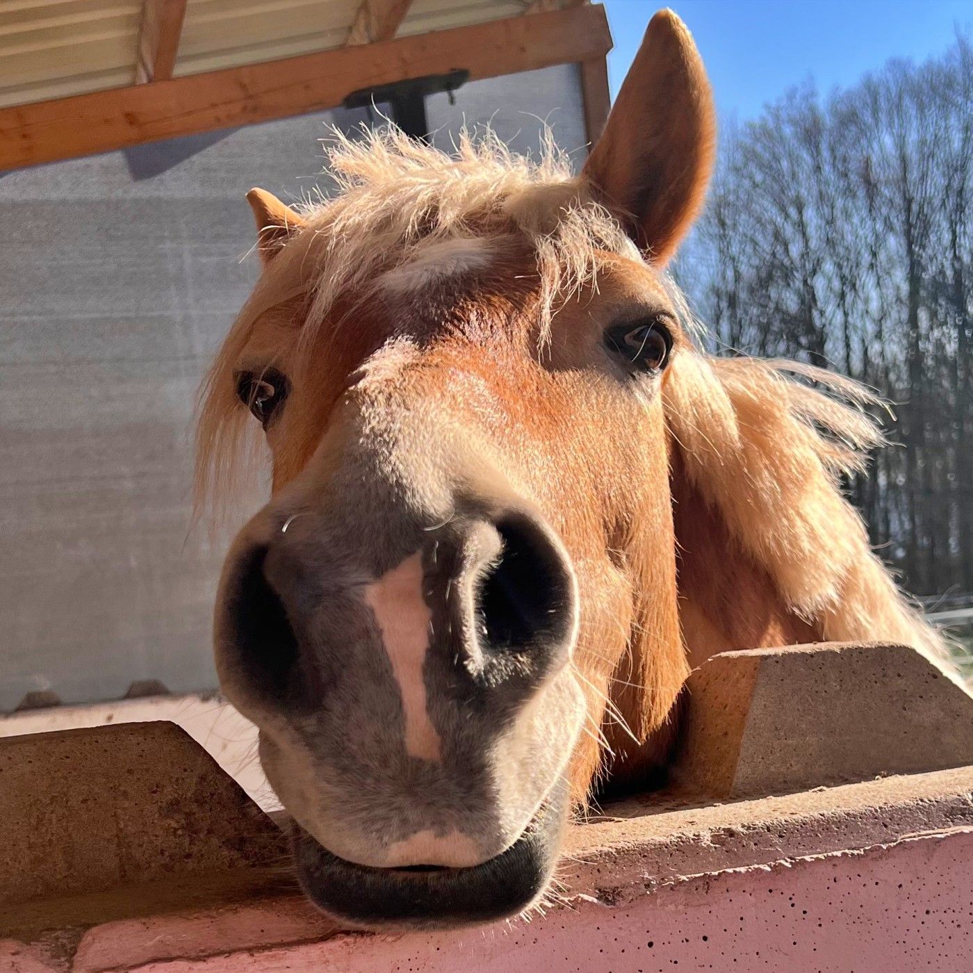 #425 Staub im Stall: Hilft Heulage gegen Husten?