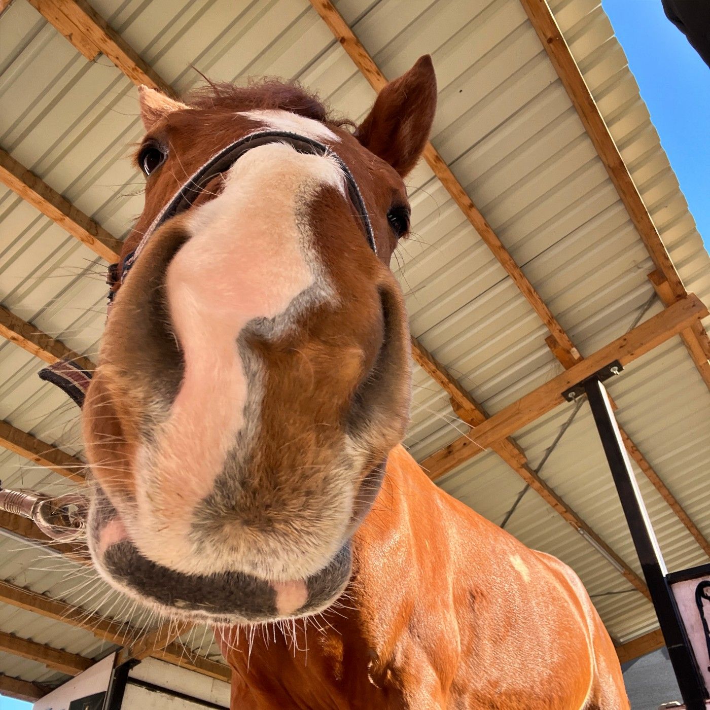 #428 Vom Matsch zum Mikro: Daumendrücken und Hörerfeedback