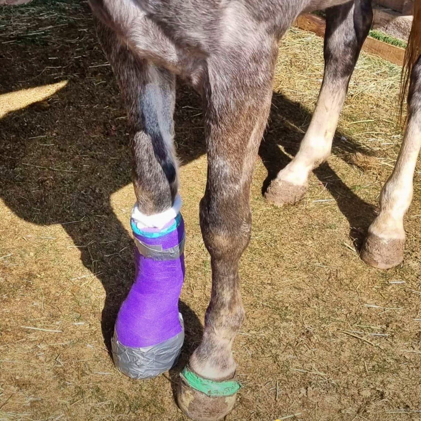 #430 Amira ohne Gips – Benny mit Plänen