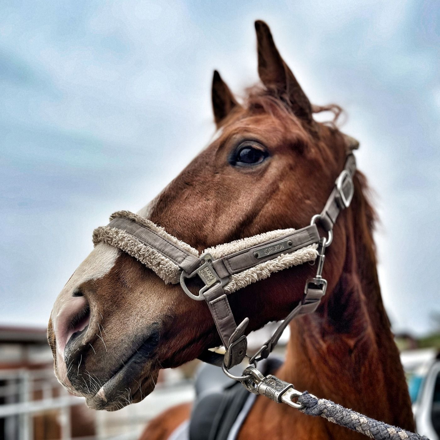 #431 Zwischen Wattebausch und Konsequenz: Lehrgang mit Benny
