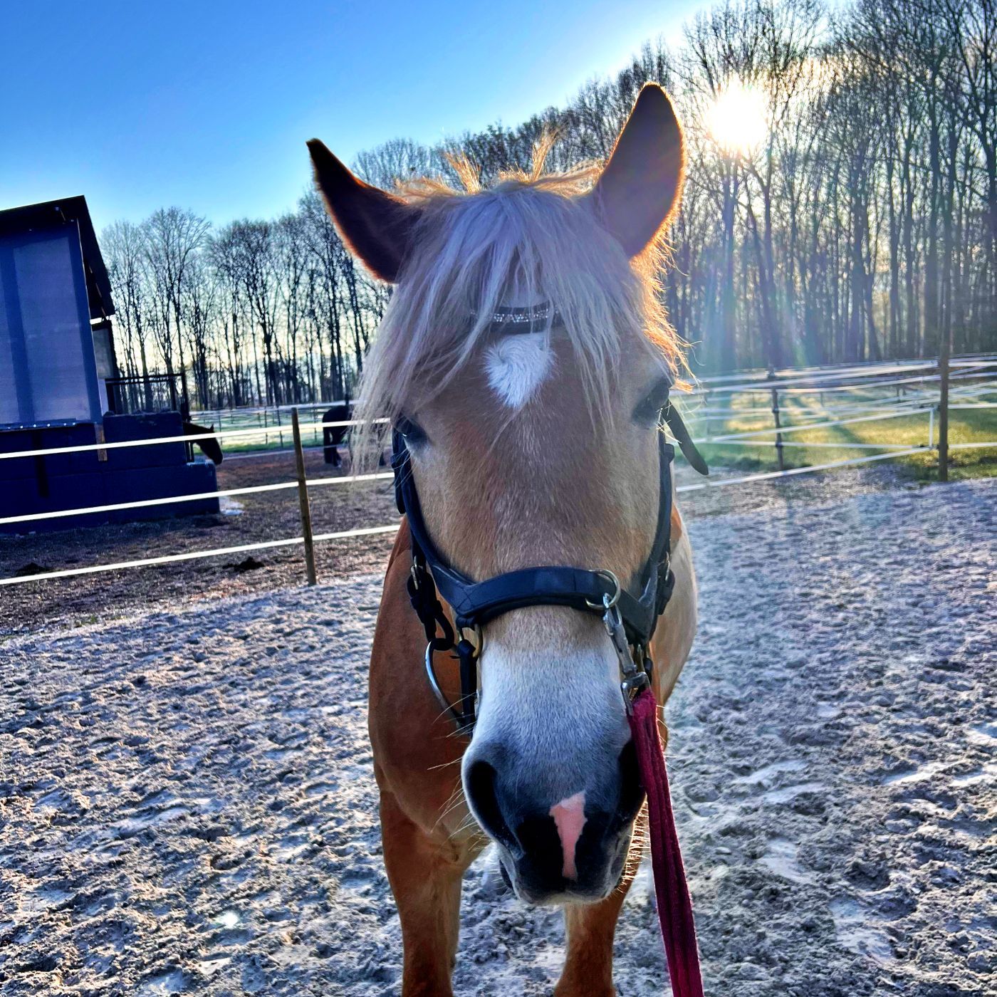 #432 Lautstärke und Lektionen: Dieser Trick hilft bei Pirouetten