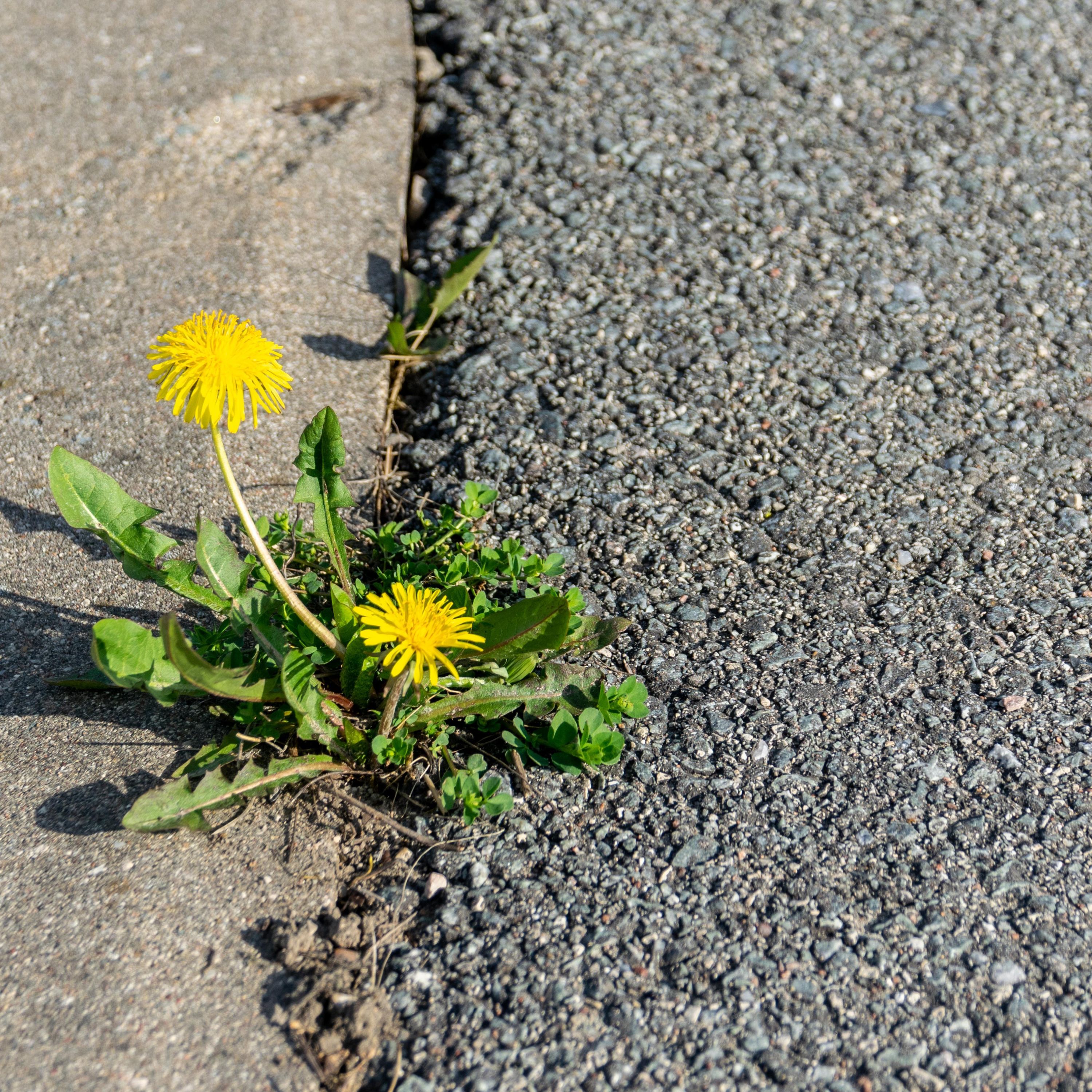 432 - Resilienz bei Typ 1: Warum innere Stärke kein Panzer sein muss