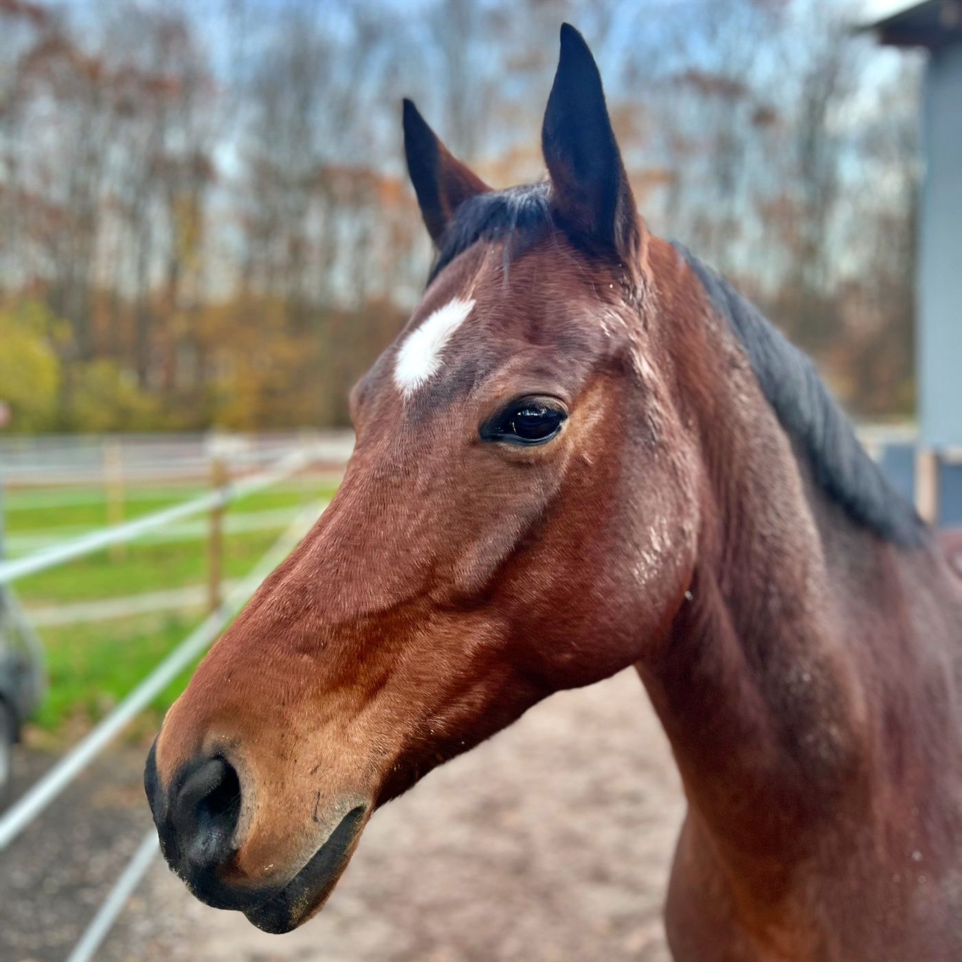 #433 Abschied von Klex