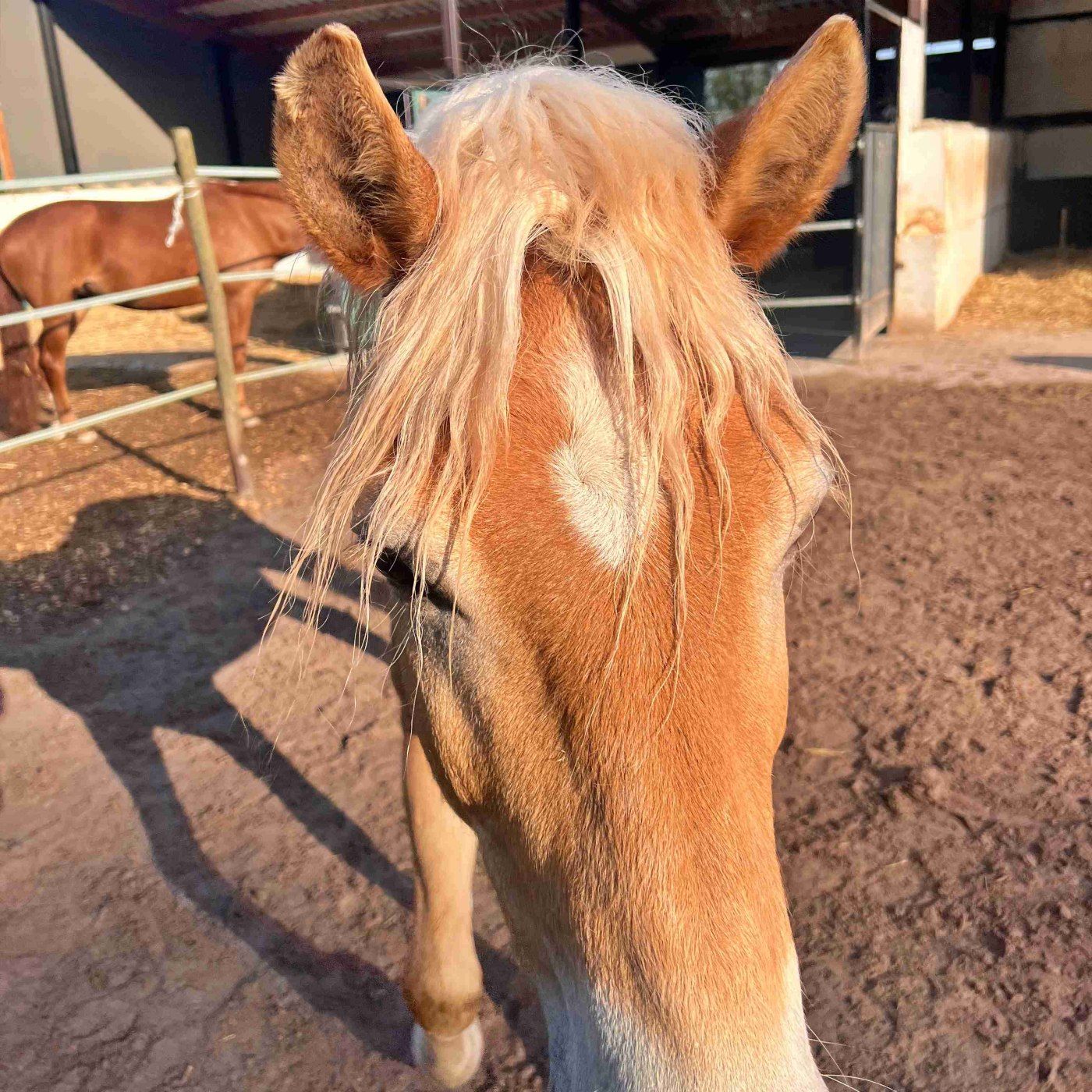 #437 Vorne gibt's Geld: Turnierstart mit Benny