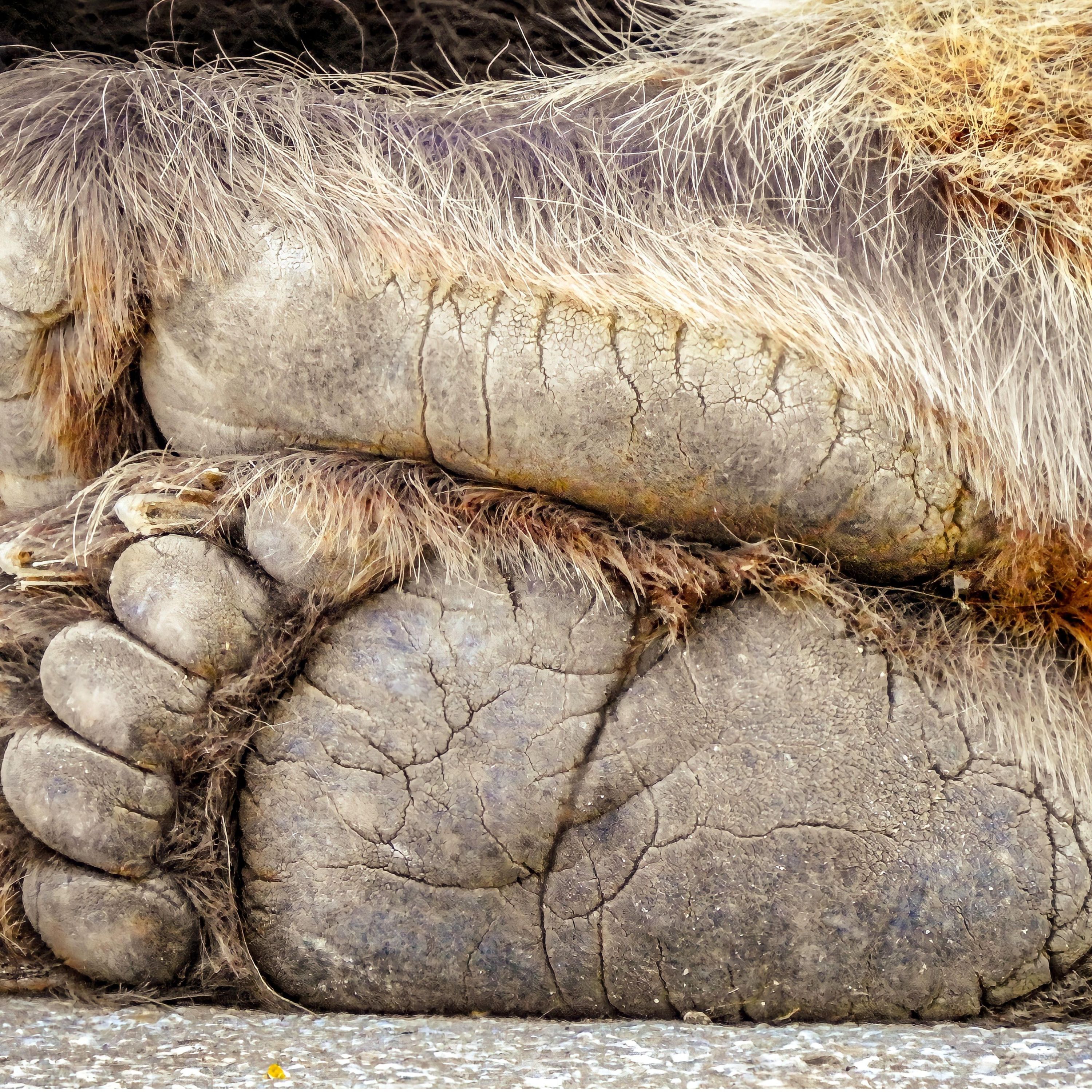 443 - Fußpflege - keine Ausreden – cremen