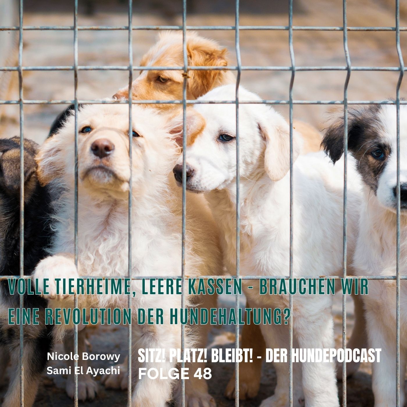 # 48 Volle Tierheime, leere Kassen: Brauchen wir eine Revolution in der Hundehaltung?