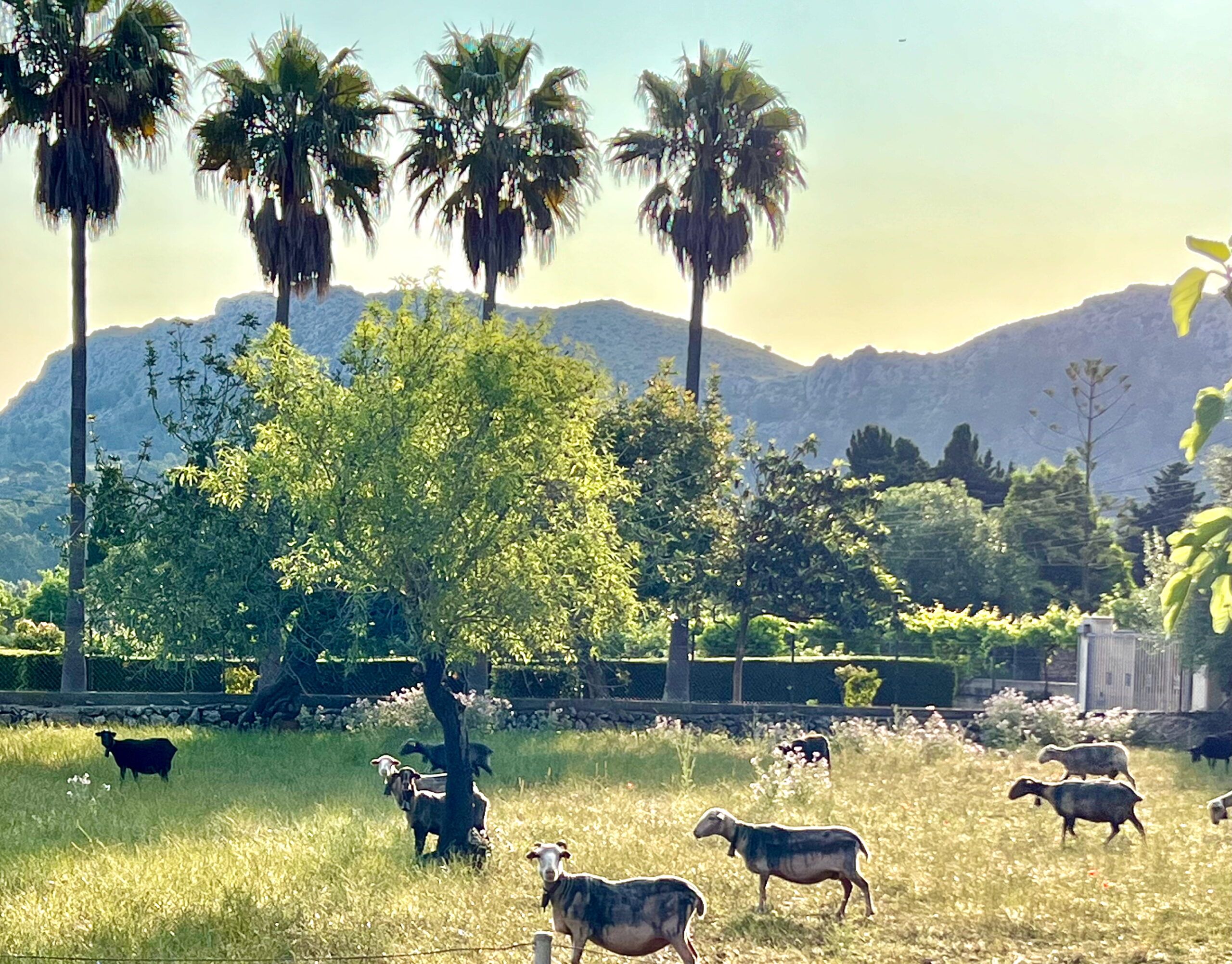 5 Minuten Mallorca |&nbsp;Nachrichten am 16. Januar 2026