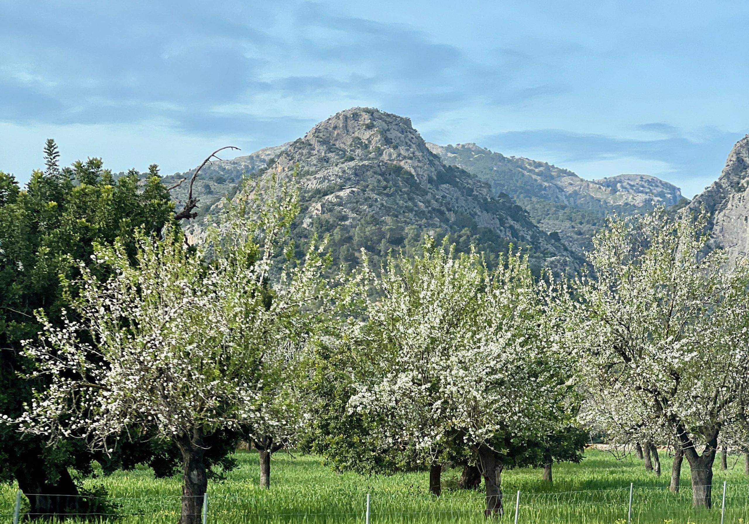 5 Minuten Mallorca |&nbsp;Nachrichten am 3. Februar 2026
