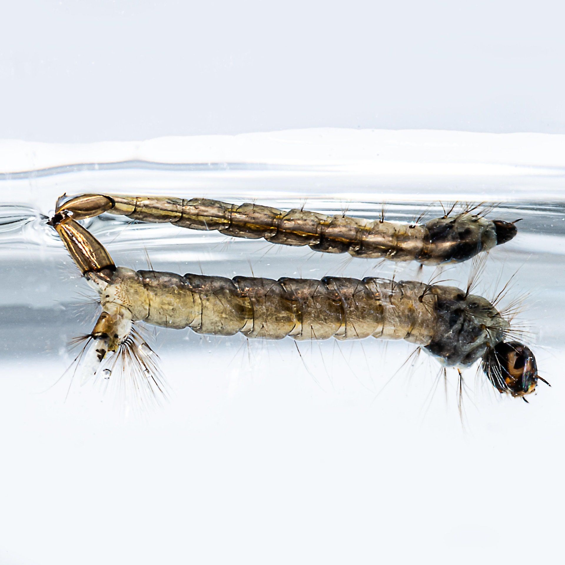 50 Jahre KABS: Wie sich die Schnakenbekämpfung gewandelt hat