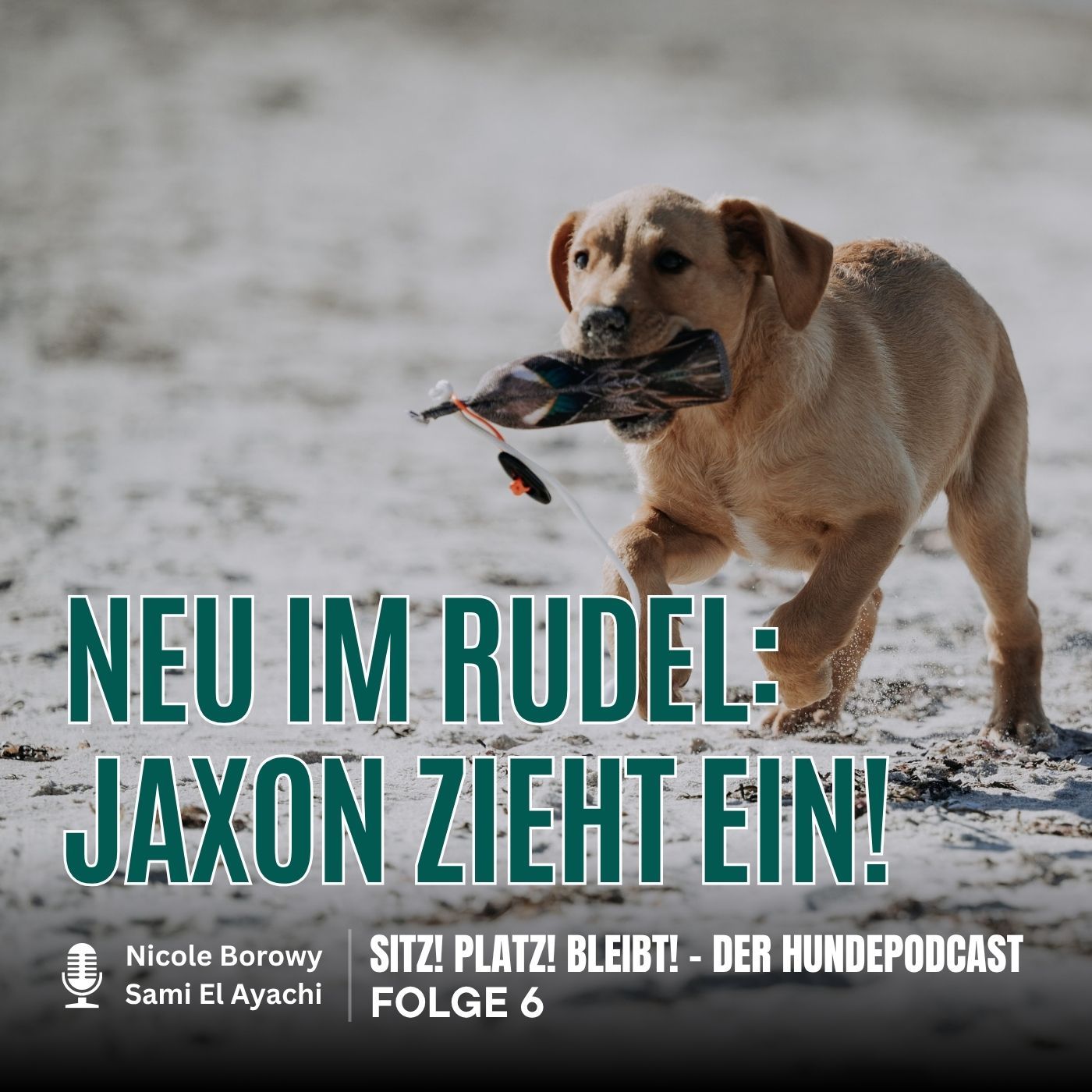 #6 Die ersten Tage mit Labradorwelpe Jaxon