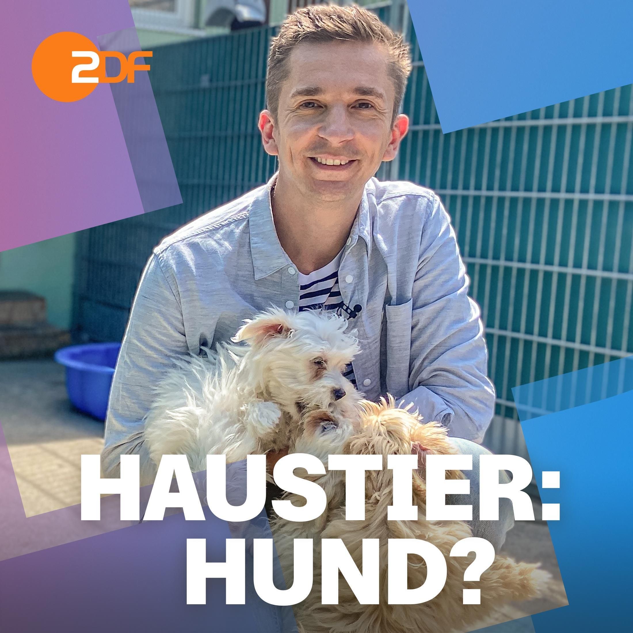 6| Haustier: Hund? Darum solltest du es dir WIRKLICH gut überlegen
