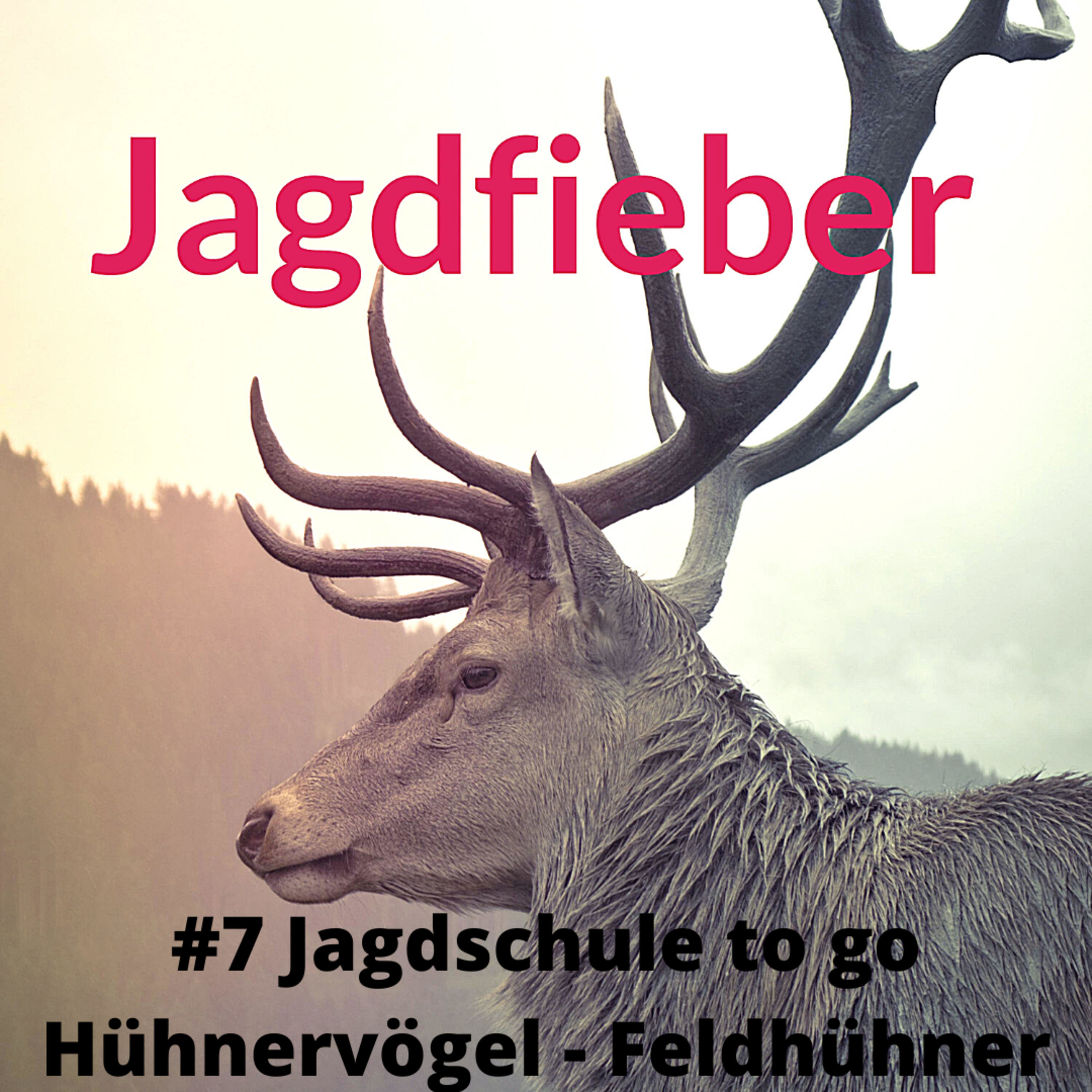#7 Jagdschule to go Hühnervögel - Feldhühner #Fasan #Feldhühner #Steinhuhn #Rebhuhn #Wachtel #Jagdpodcast #Jagdblog #Jungjäger #Wild