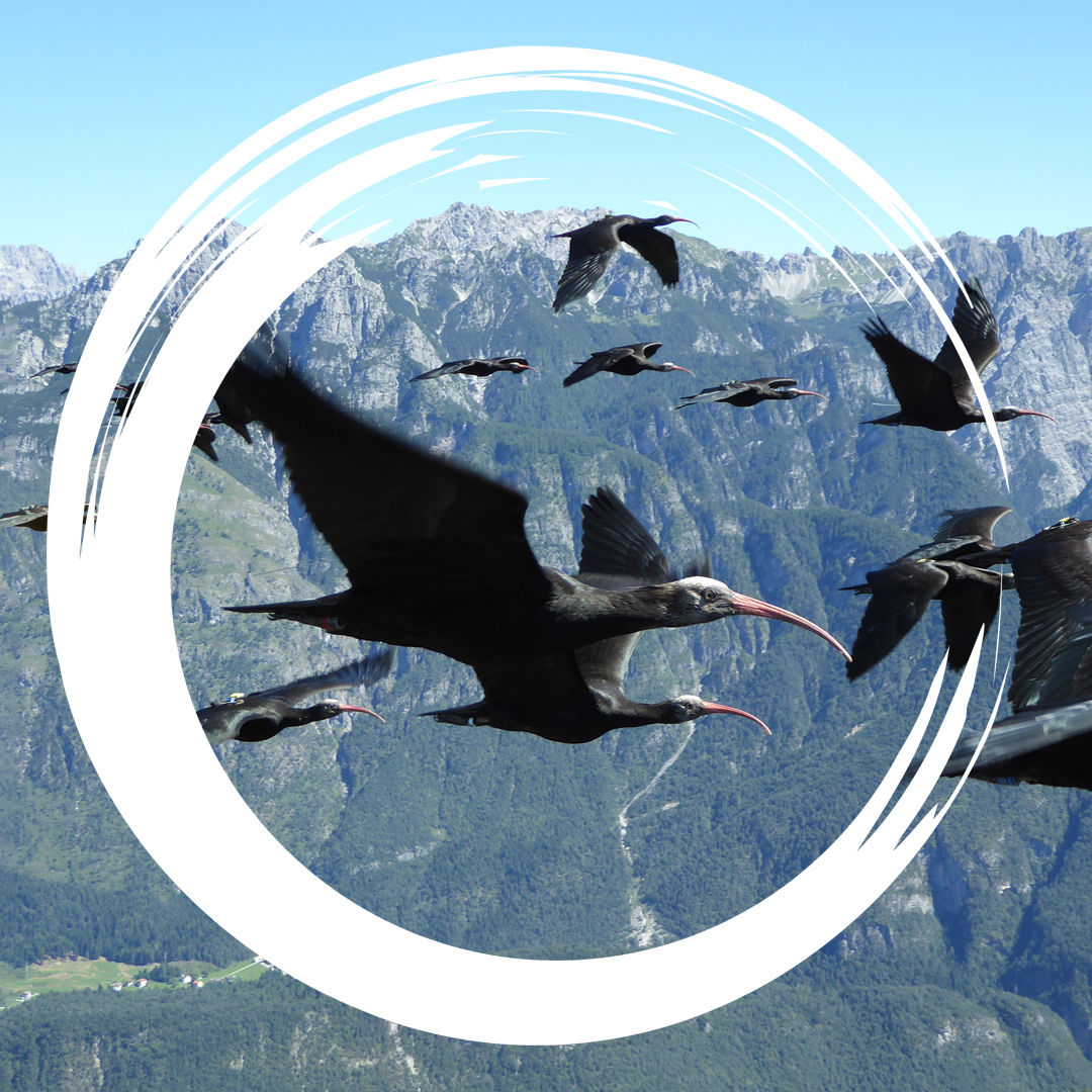 #7 Orientierung: Flugschule für Zugvögel und Ameisen-Navis