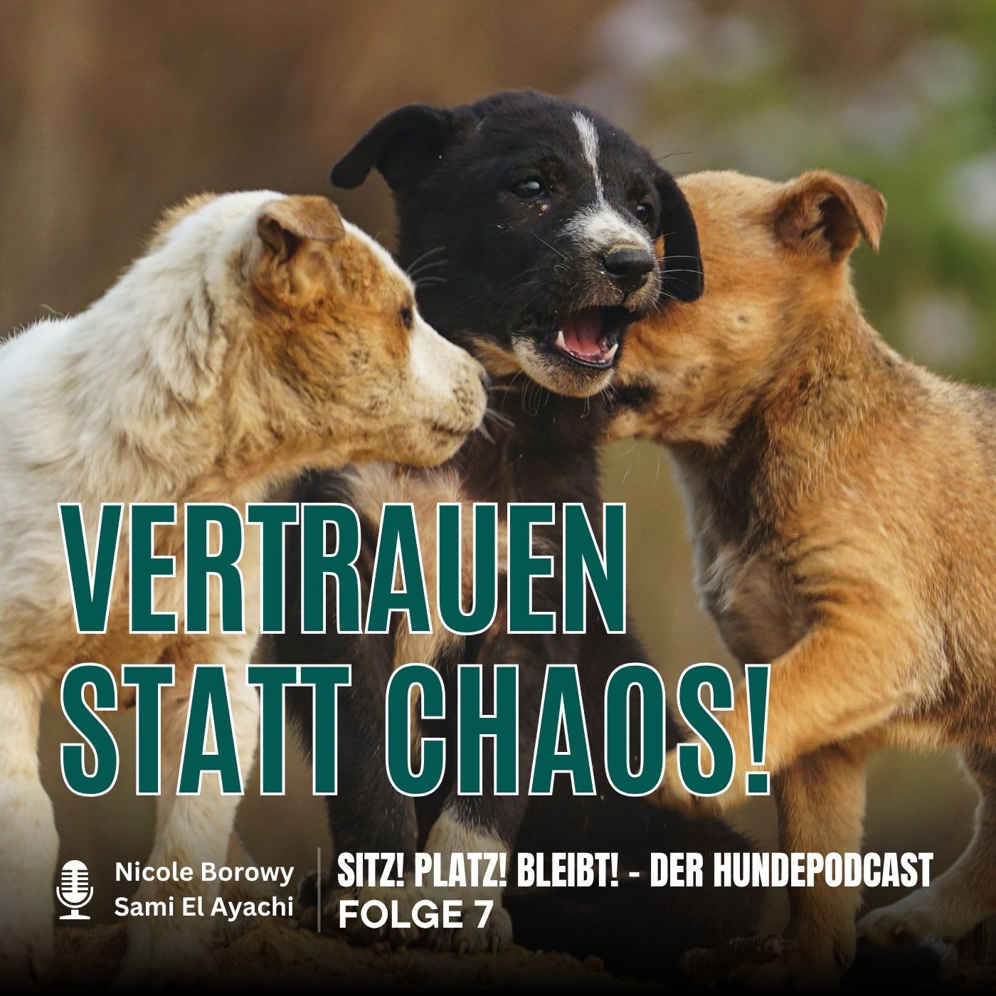 #7 Vertrauen statt Chaos: So gelingt der Einstieg in die Welpenstunde der Hundeschule