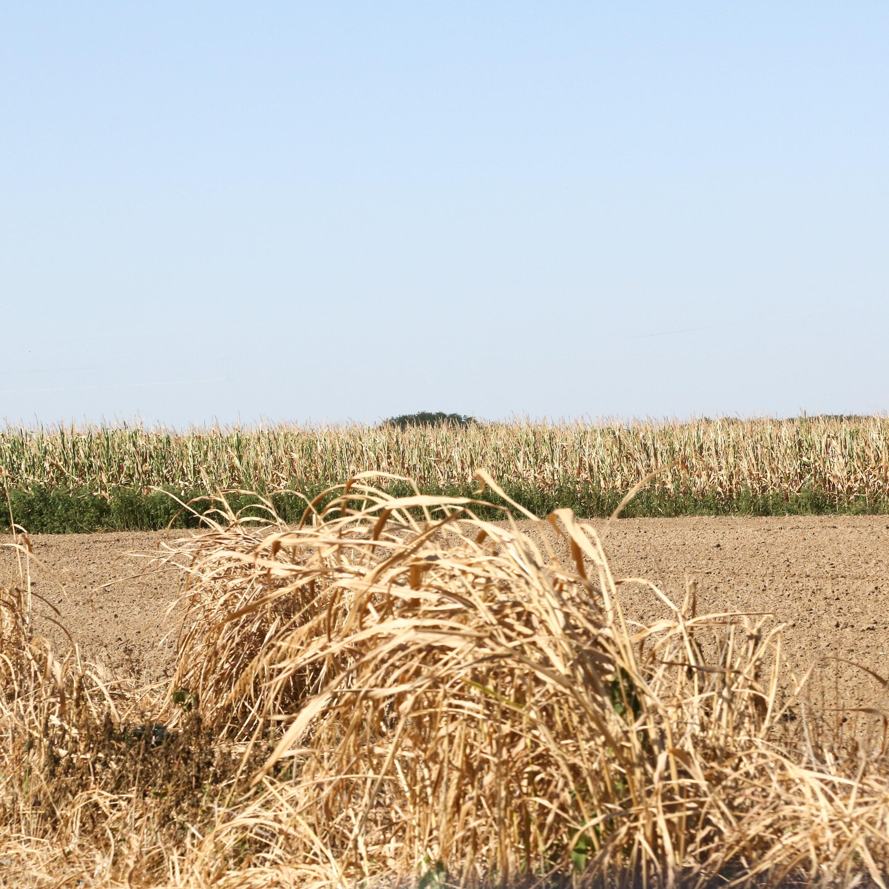 70 Grad in Rumäniens Sahara: Eine europäische Landwirtschafts-Bastion trocknet aus