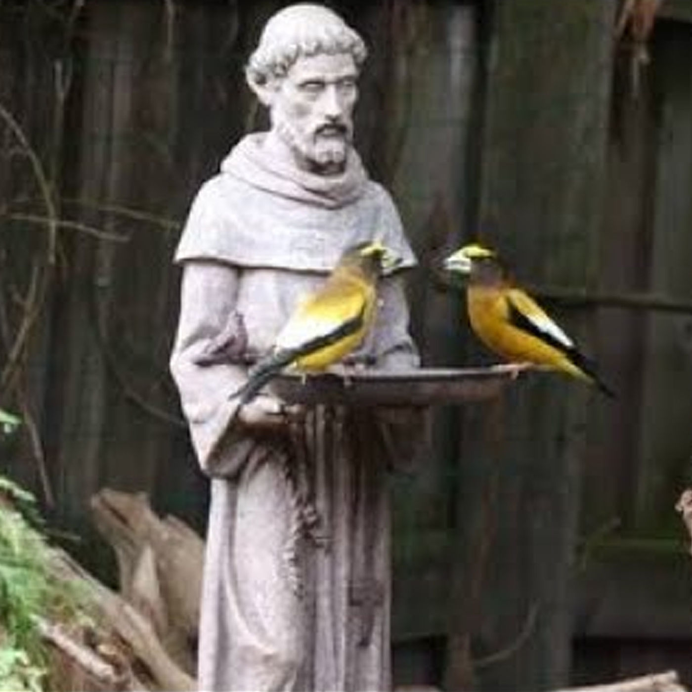 800 Jahre Sonnengesang - Musik und Lesung