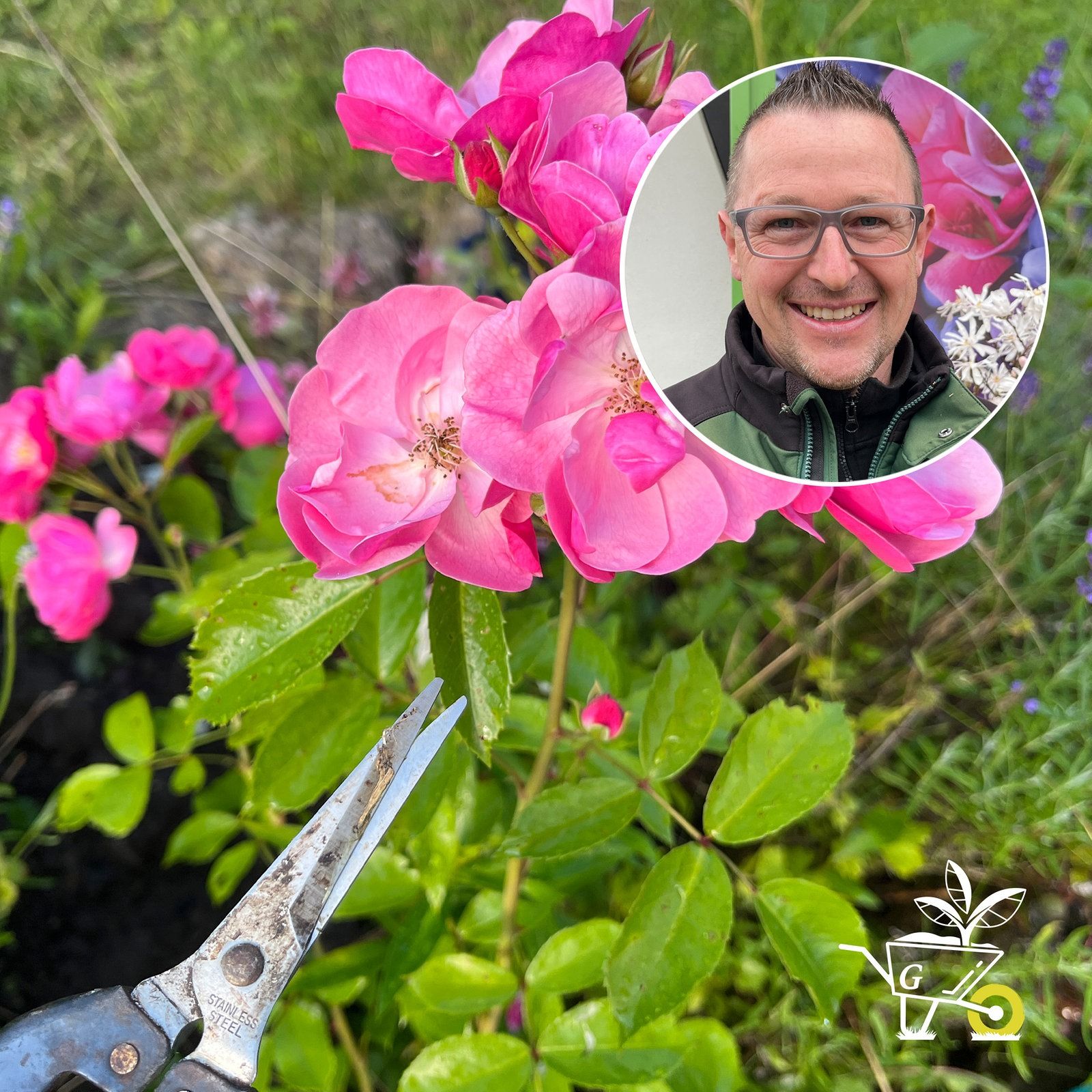 #89: Rosenpflege