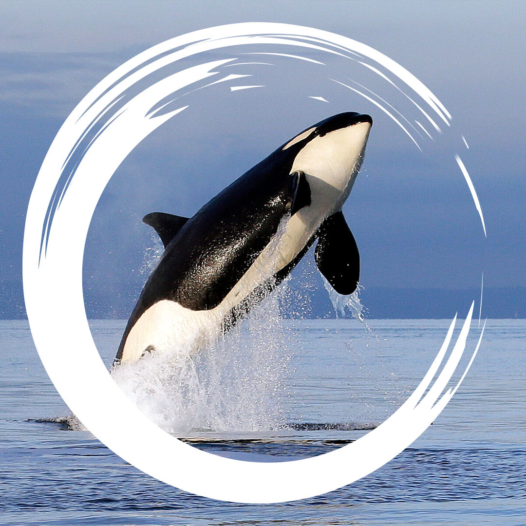 #9 Jagen: Intelligente Orcas und schlagfertige Möwen