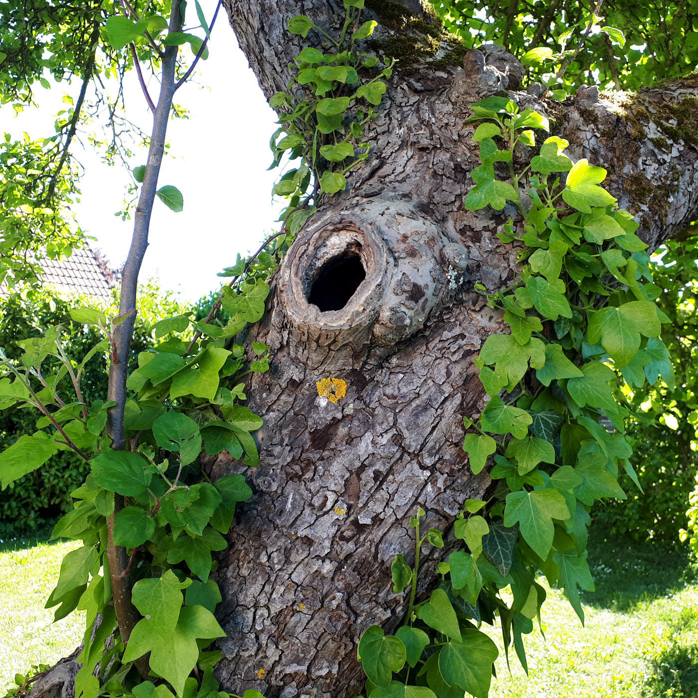 A propos: großer Beutel Vogel-Fäkalien!