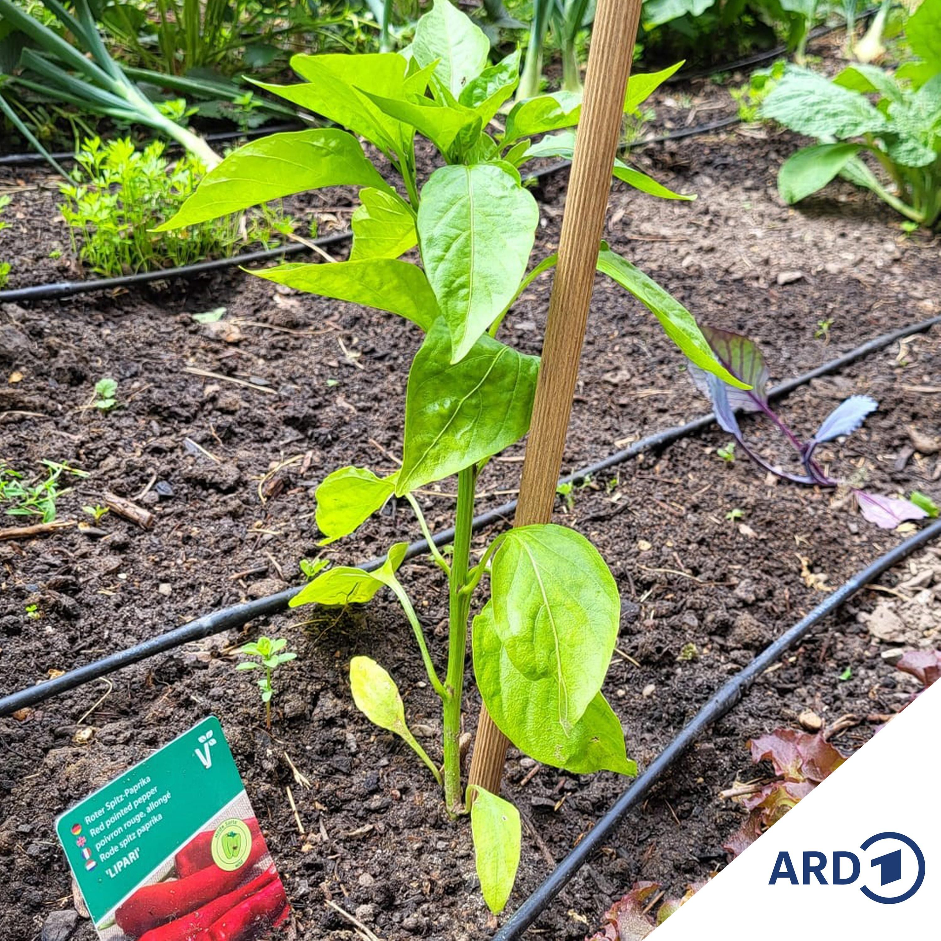 Ab in die Beete: Spitzpaprika, Chili und Tomaten