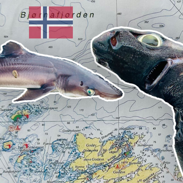 Ab in die Tiefe: Leng oder Hai? - Norwegen Spezial | #153