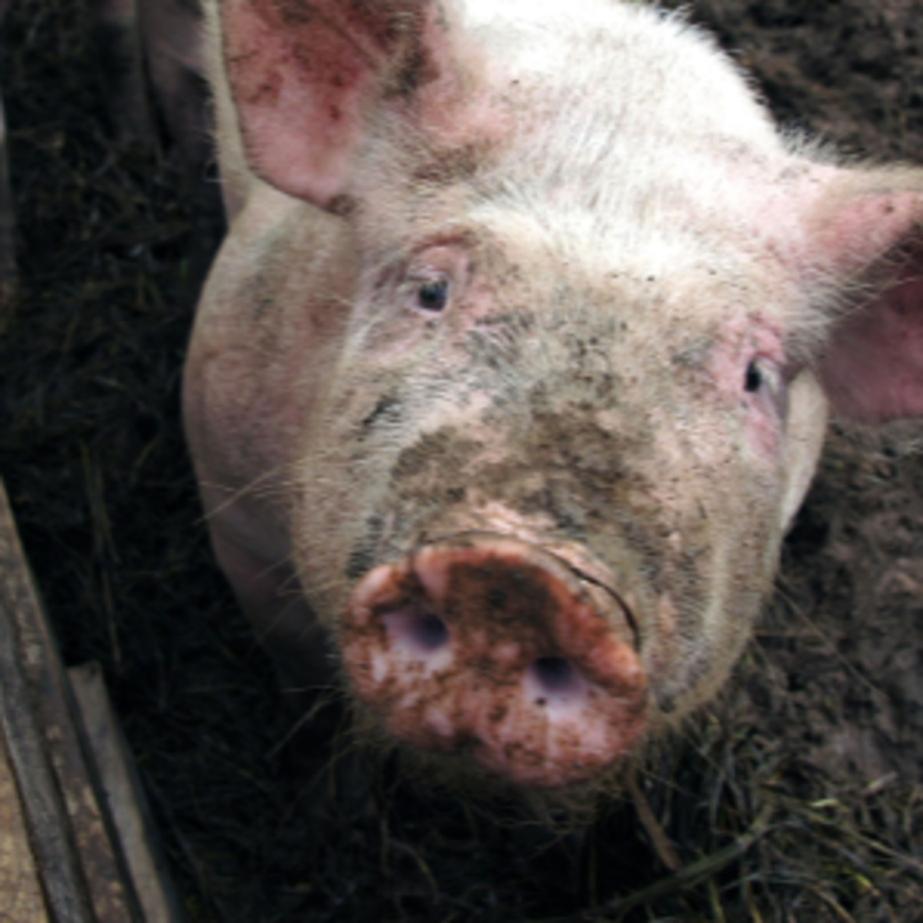 Abschied vom Vollmond, Sonnenaufgang und das liebe Borstenvieh