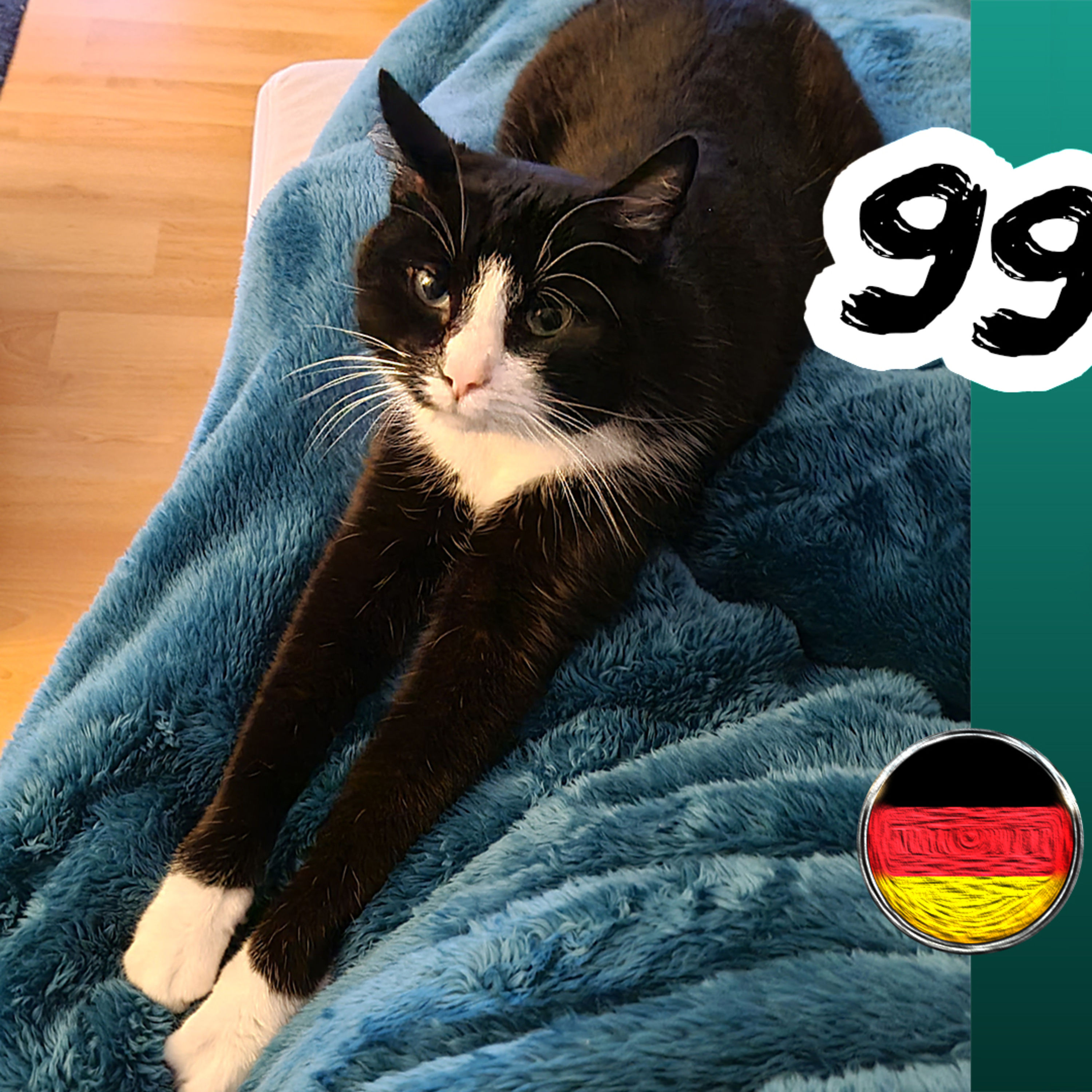 Abschied von Kater Hugo: Trauer, FIP & Erinnerungen an Katzenfreunde 🐾