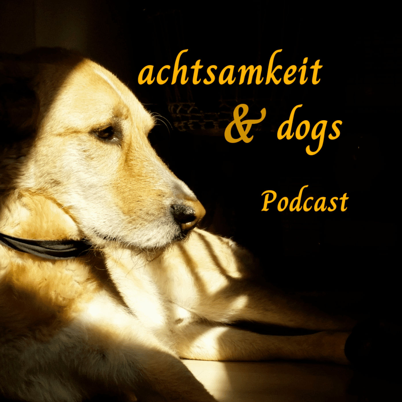 achtsamkeit & dogs Trailer