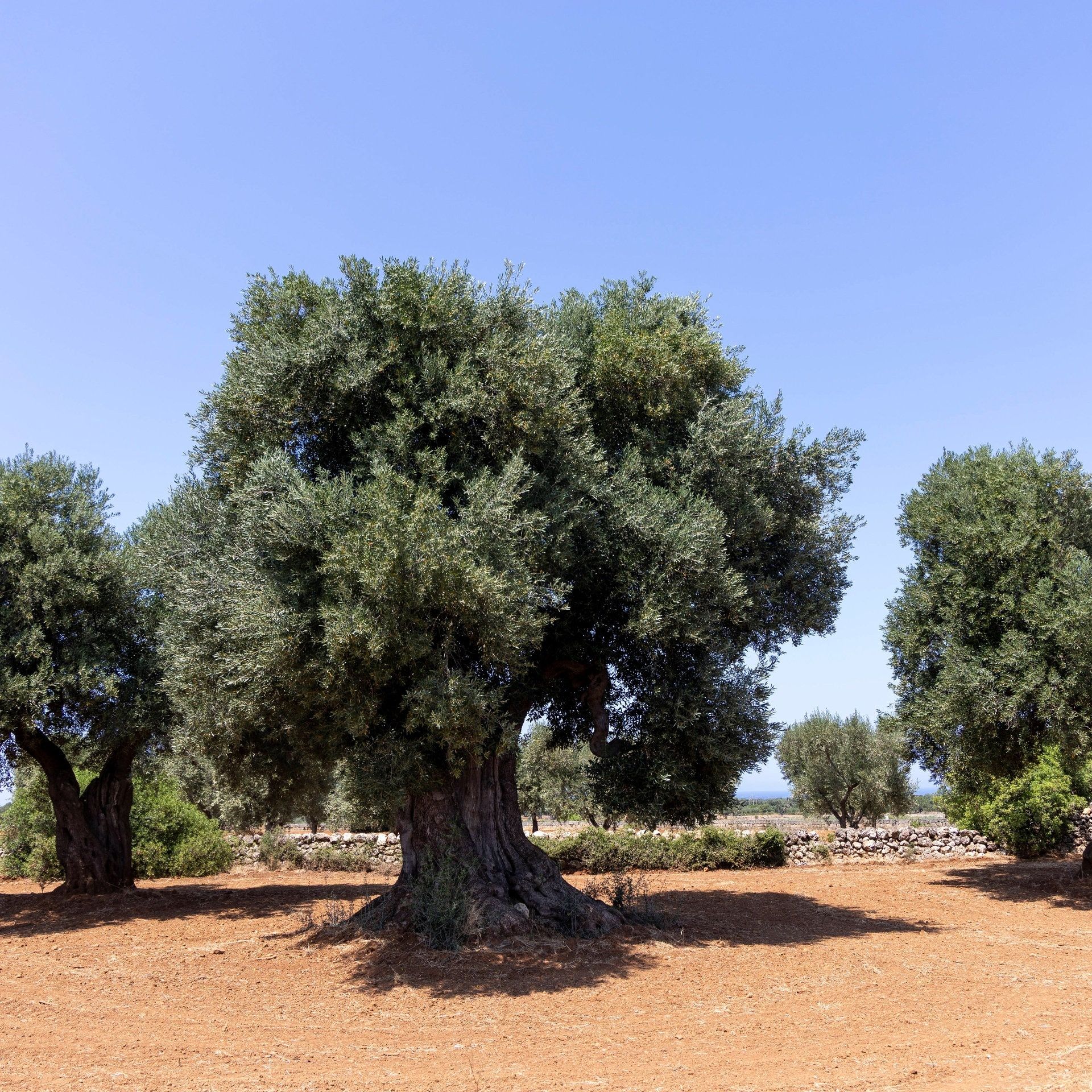 Adoptiere einen Olivenbaum – Noch immer kämpft Apulien mit Xylella-Schäden