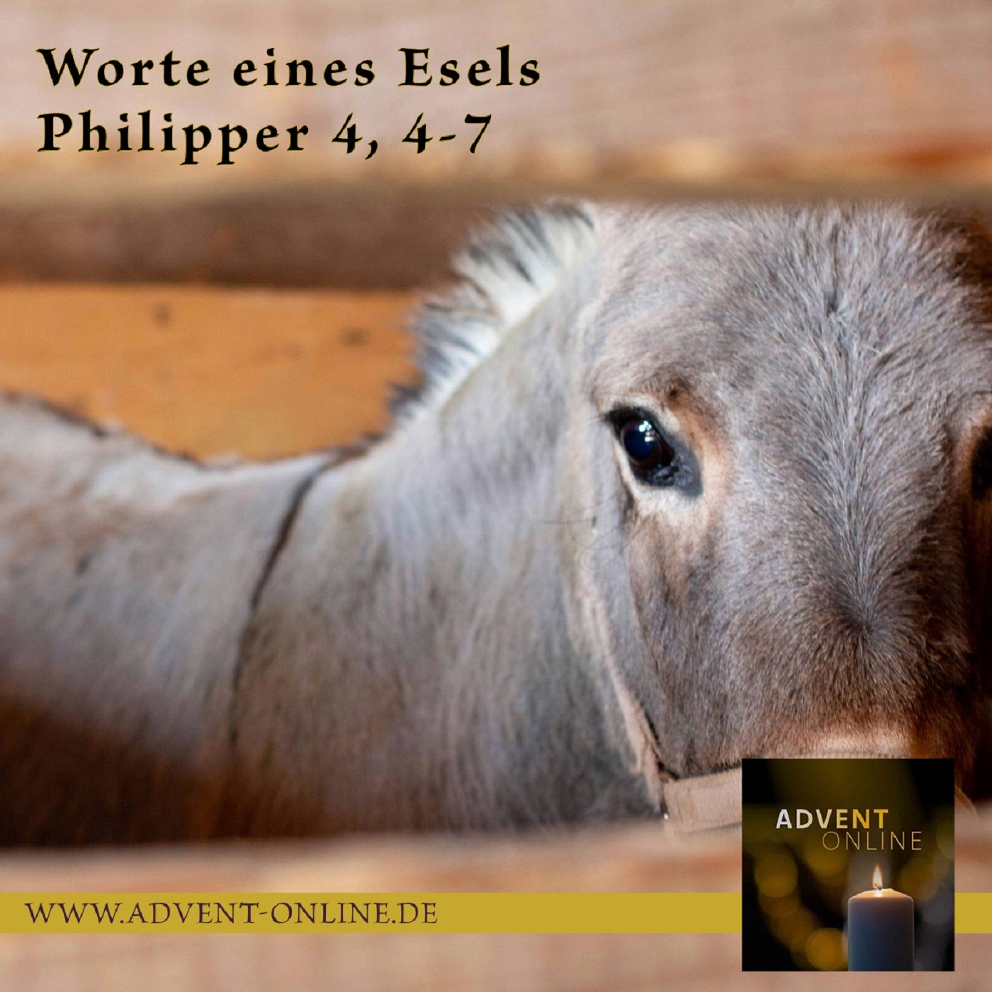 Advent-Online 15.12.2024 - Worte eines Esels