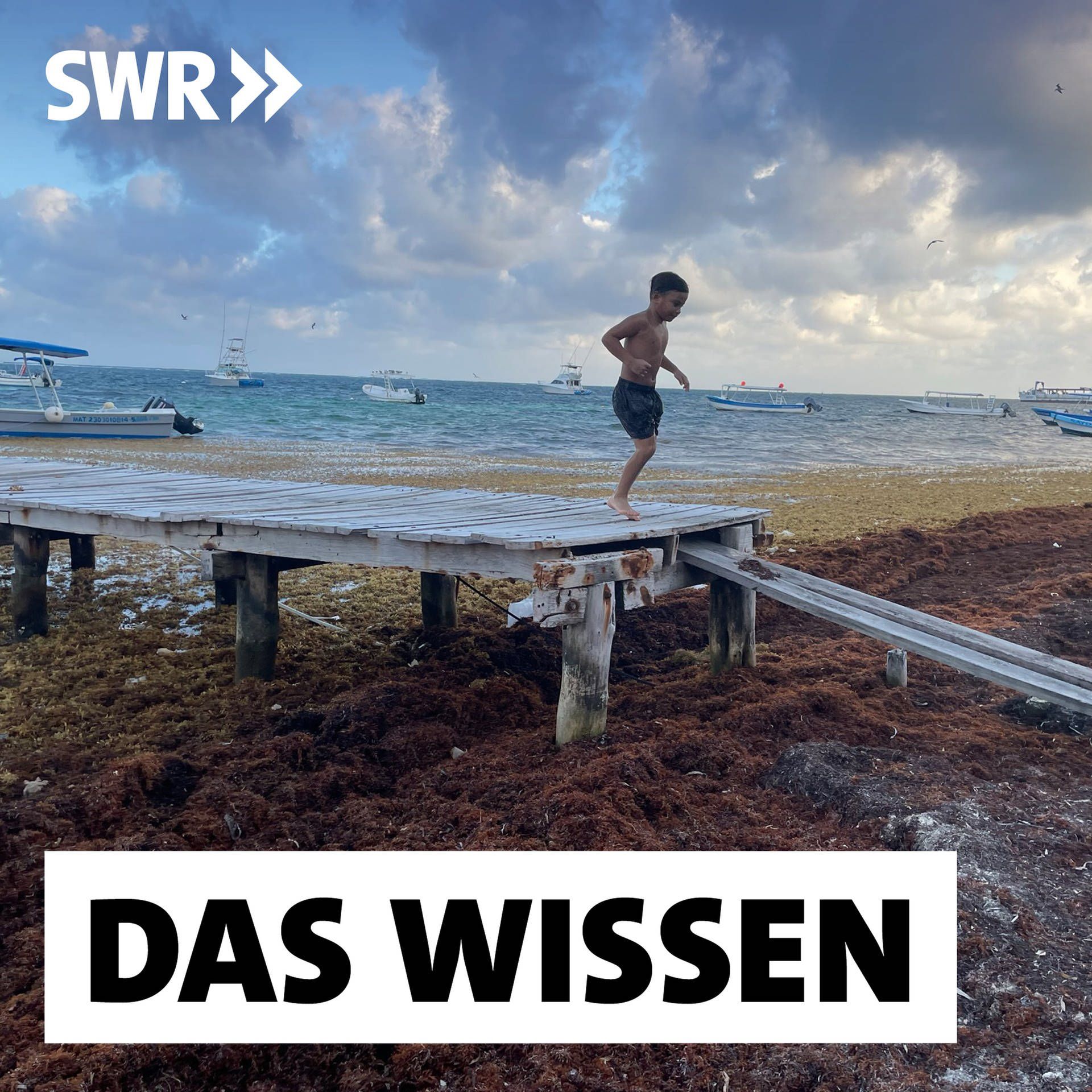 Algenblüten weltweit - Symptom einer Erd-Krise