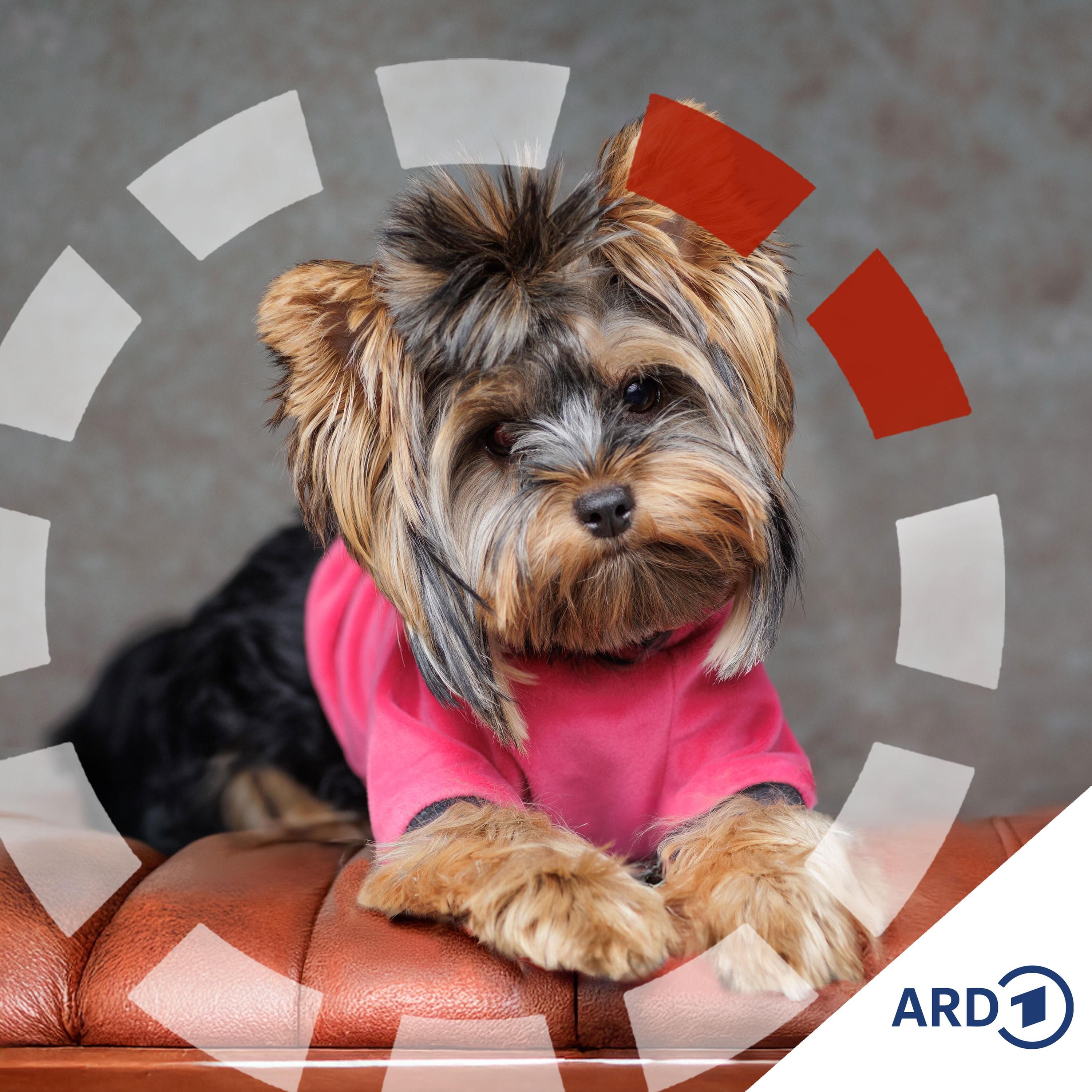 Alles für den Hund? So teuer sind Haustiere