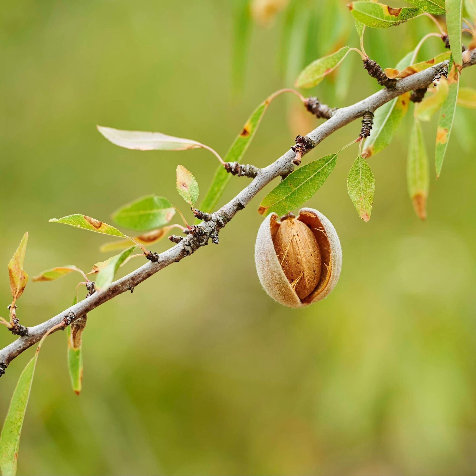 Alternative für Landwirte: Mandeln sind Klimawandel-Gewinner