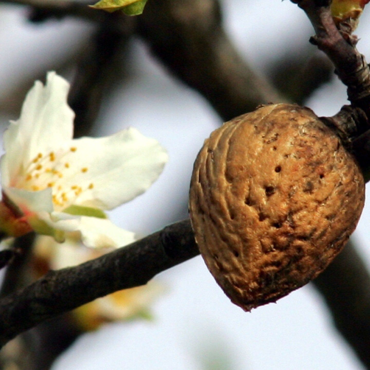 Alternativen im Klimawandel: Nuss- und Mandelanbau in Deutschland