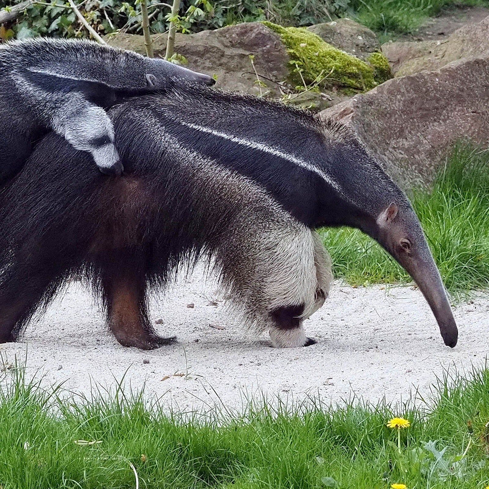 Ameisenbär - Lange Nächte und noch längere Zunge