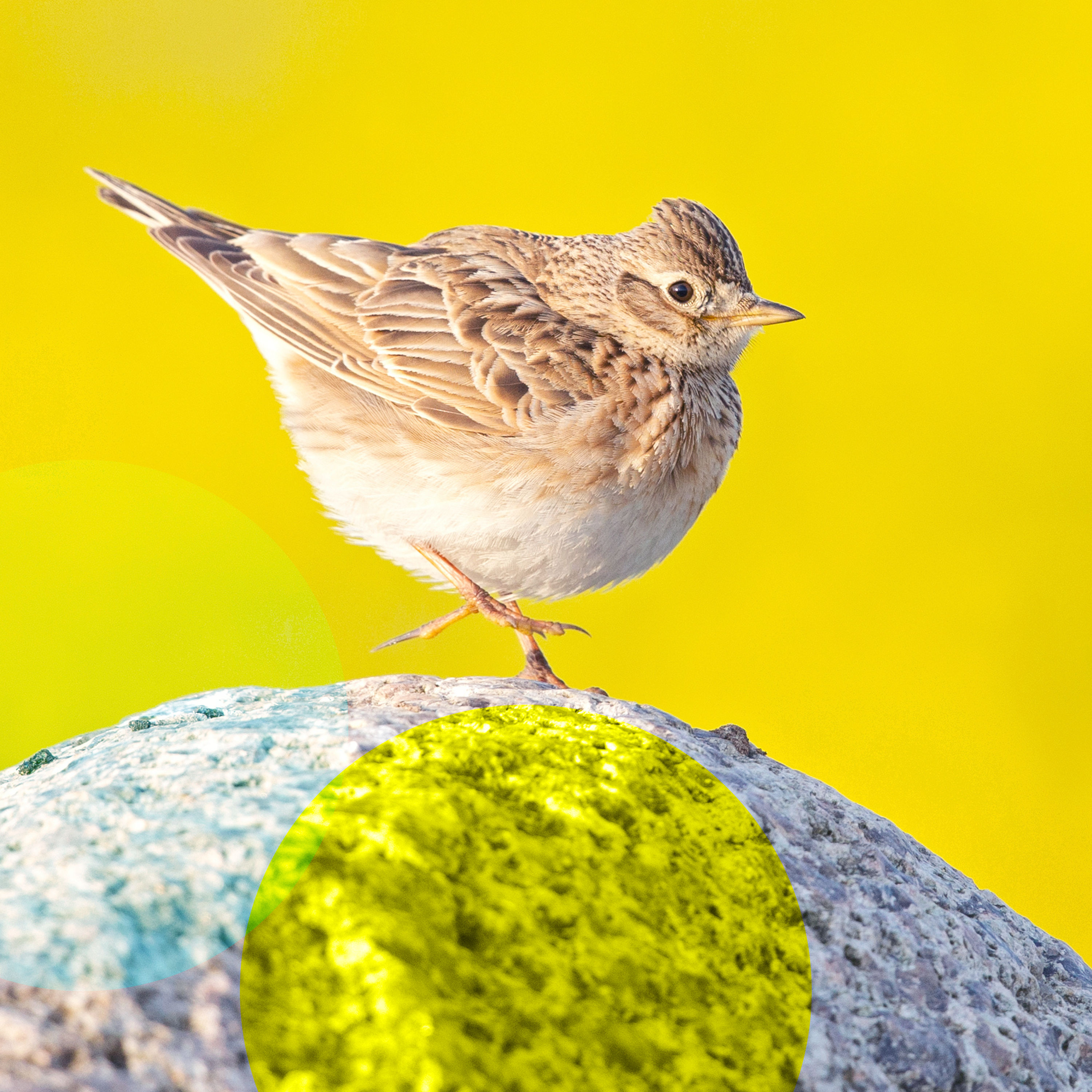 Amsel, Drossel, Fink und Ara – Vögel in der Klimakrise