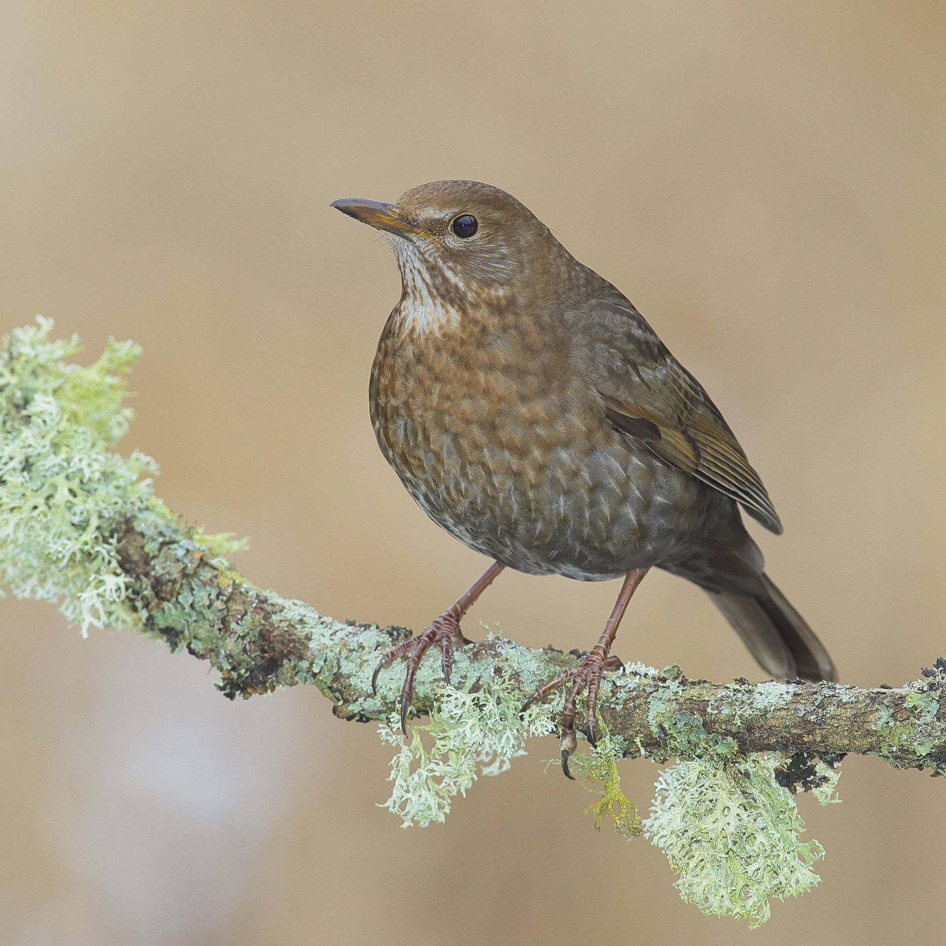 Amsel, Drossel und Flamingo - Deutschlands Vogelwelt im Wandel