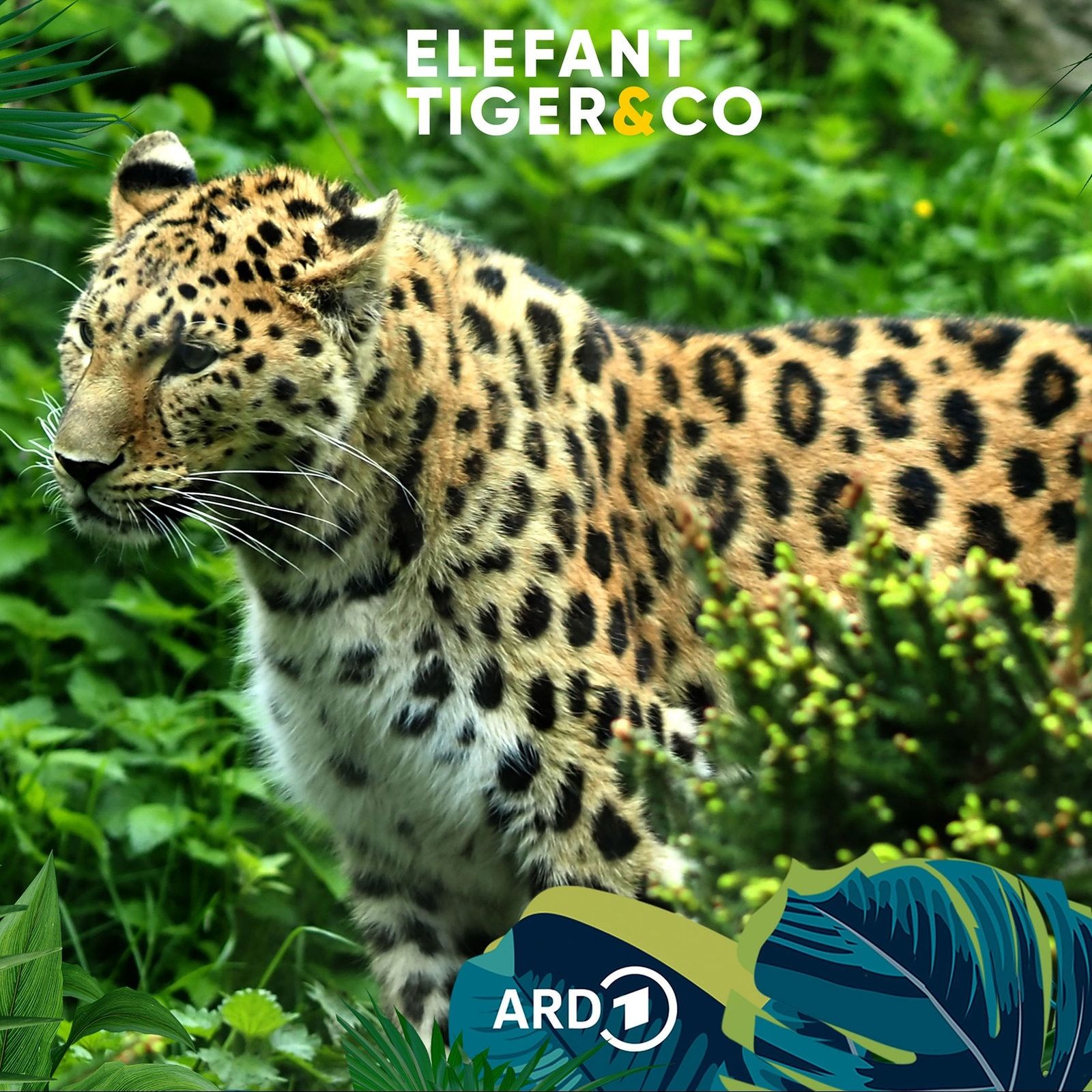 Amurleopard - Romeo im Ruhestand?