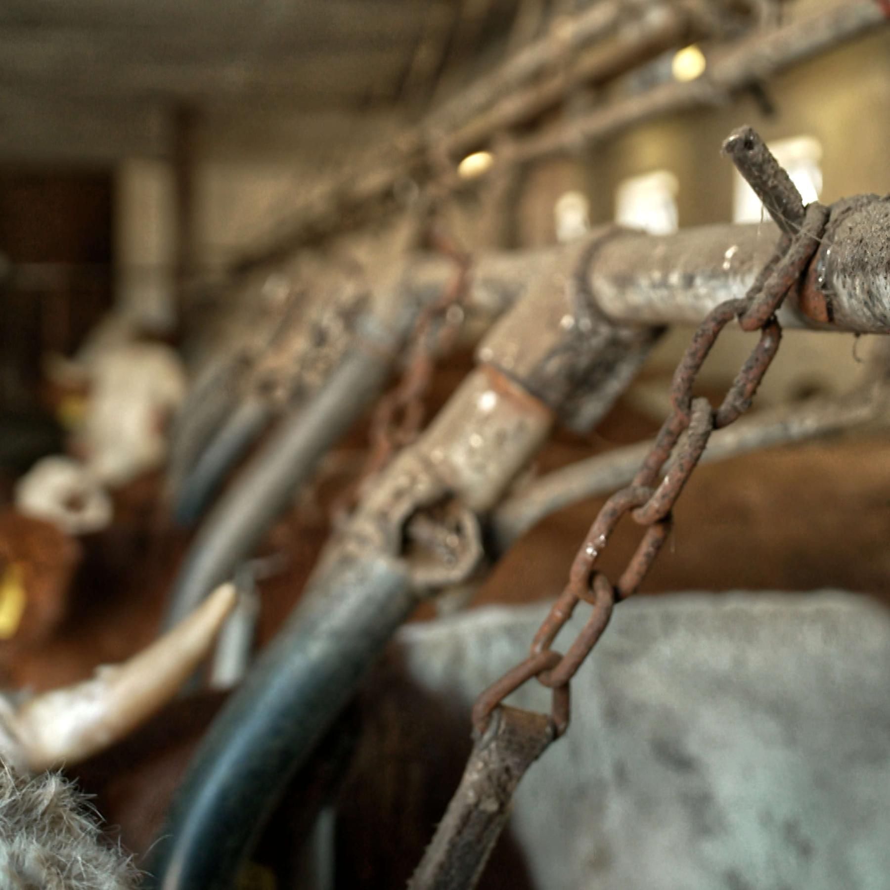 Anbindehaltung - warum sie nicht verboten wird