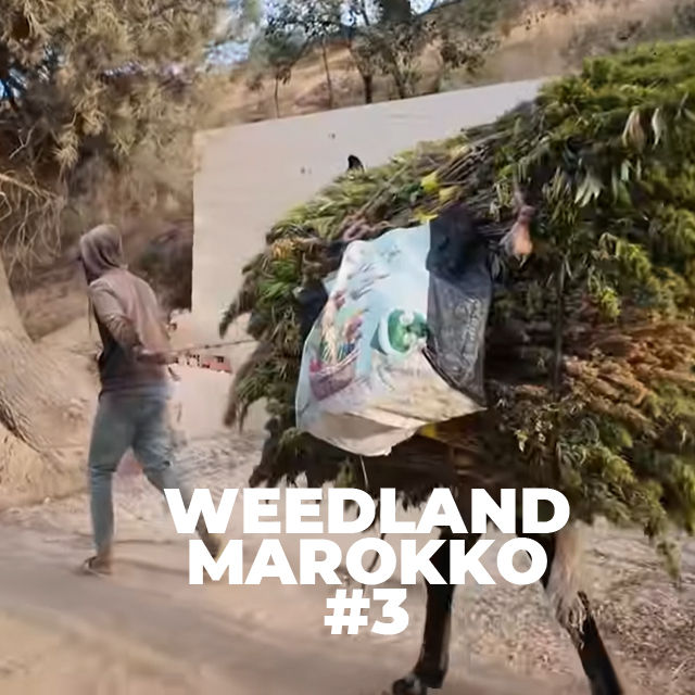 Ankunft in Ketama | Erster Tag auf der Farm | Cannabis Anbau | Rif Berge | Weedland Marokko #3